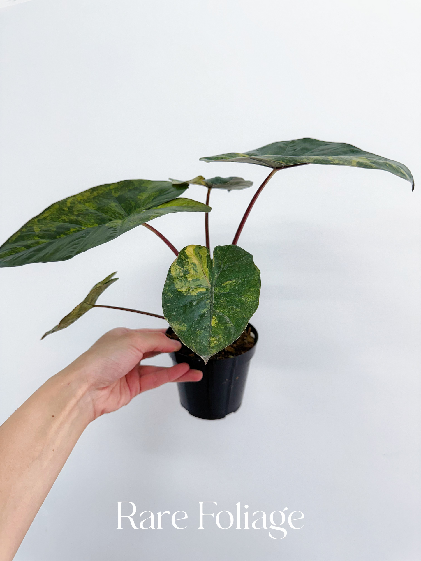 Alocasia Yucatán Princess Aurea Variegated 4” Exact Plant