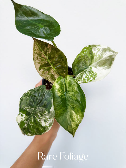Alocasia Wentii Albo Pink 3” Exact