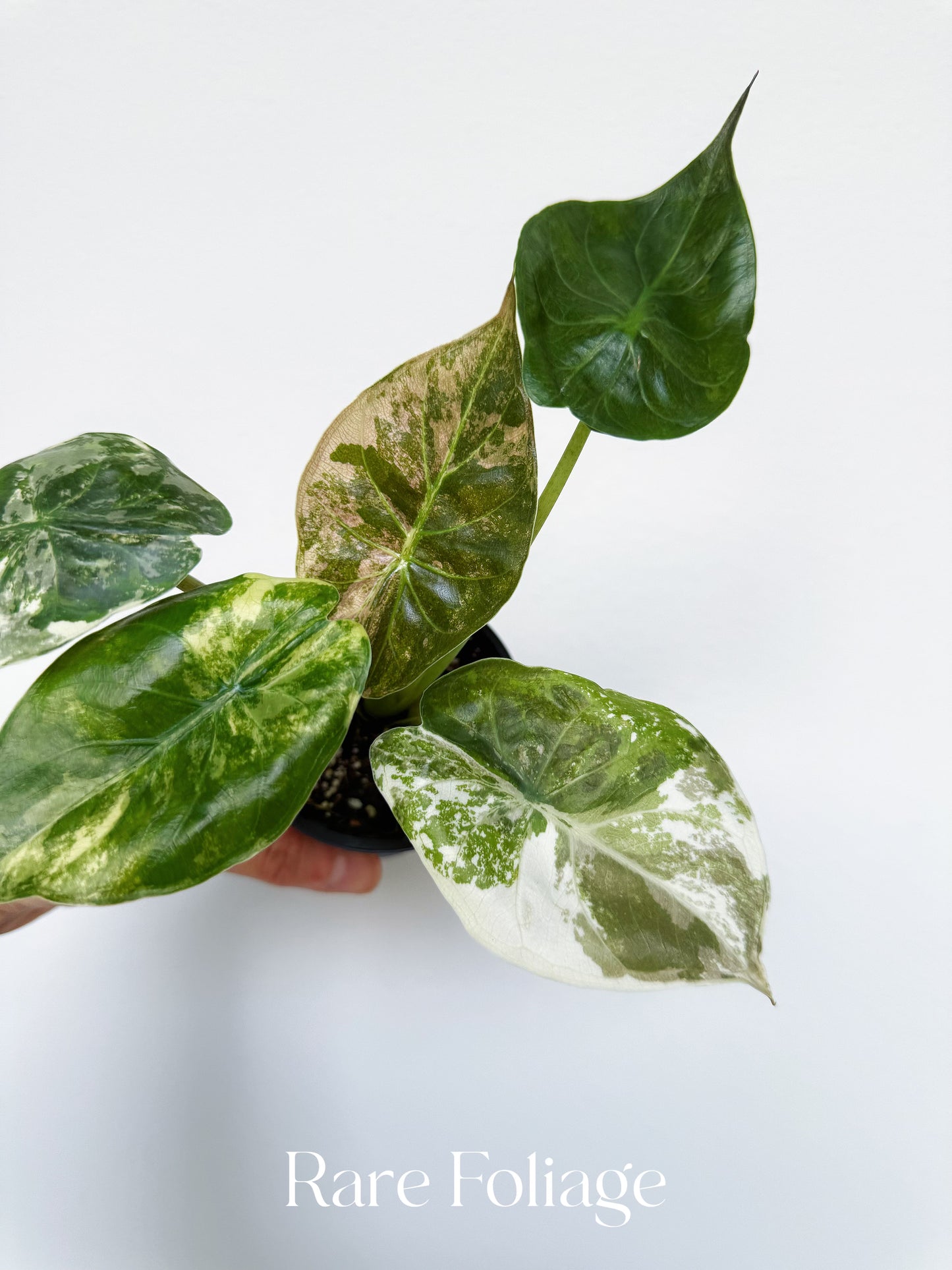Alocasia Wentii Albo Pink 3” Exact