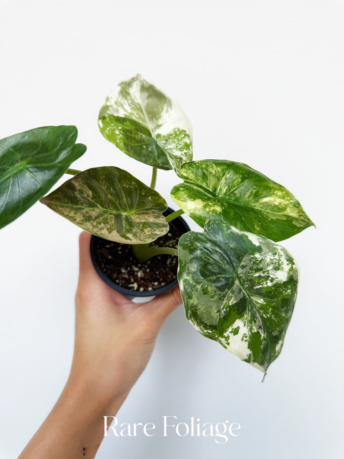 Alocasia Wentii Albo Pink 3” Exact