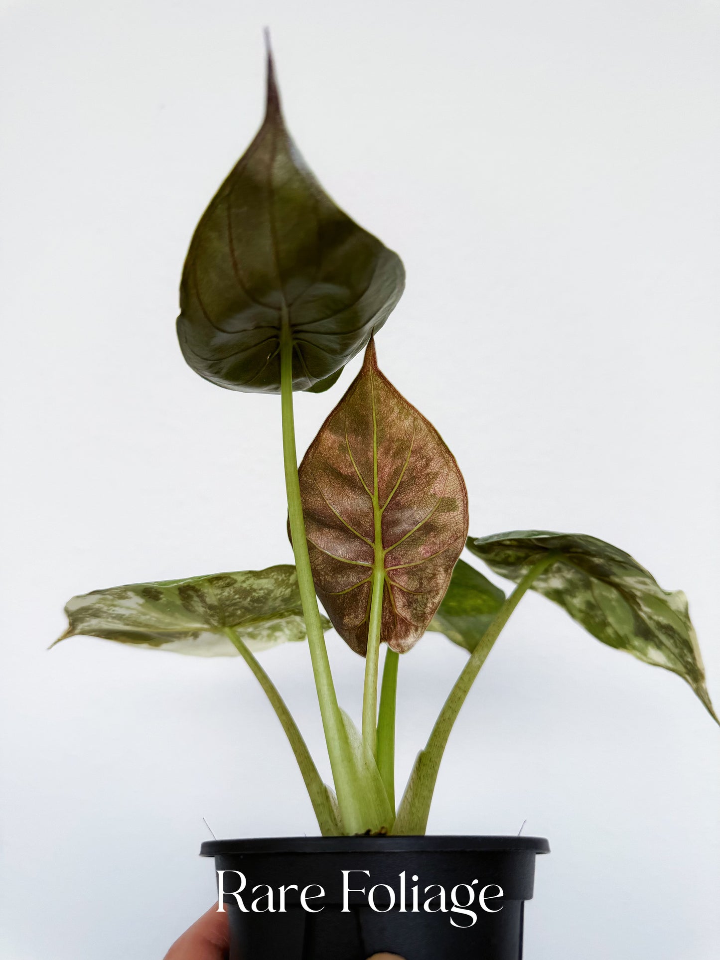 Alocasia Wentii Albo Pink 3” Exact