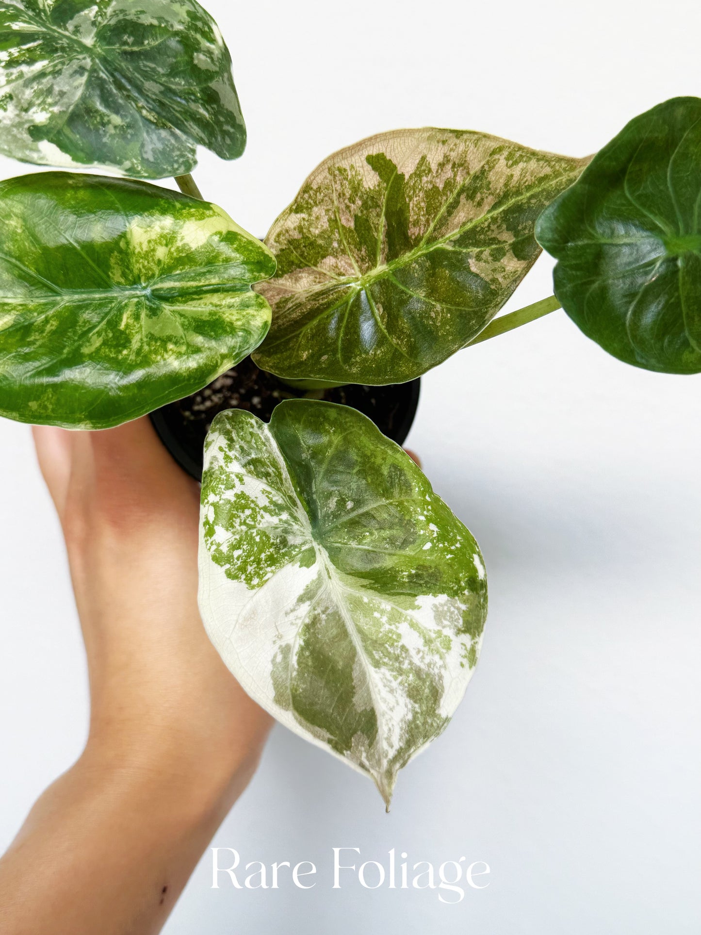 Alocasia Wentii Albo Pink 3” Exact