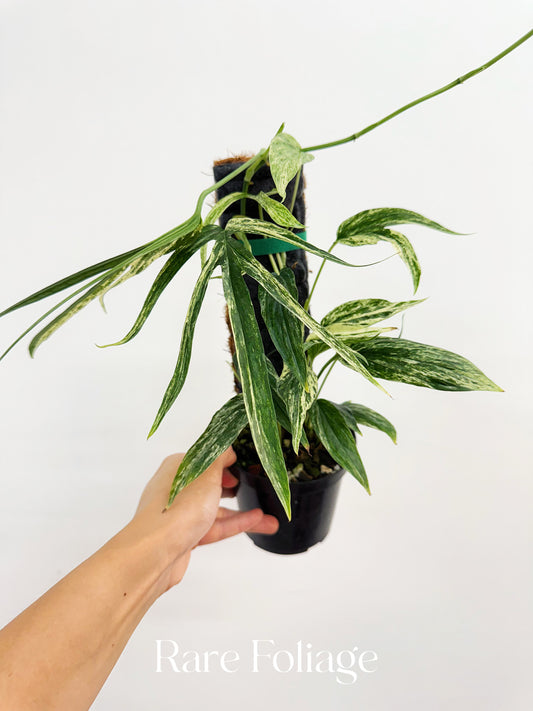 Amydrium Zippelianum Variegated 4”