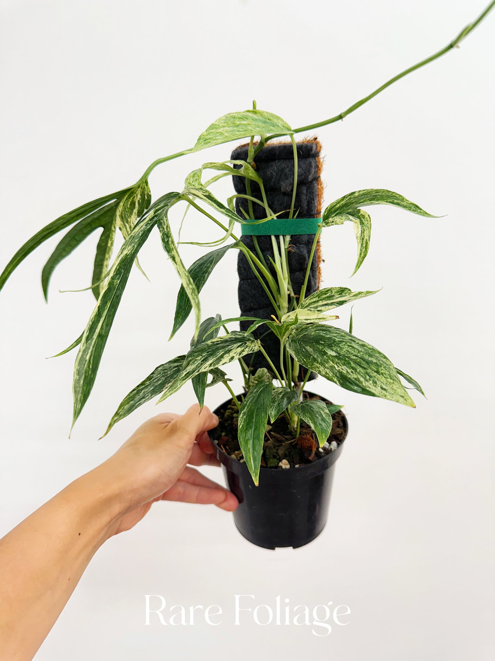 anthurium zippelianum Amydrium Zippelianum Variegated 4”