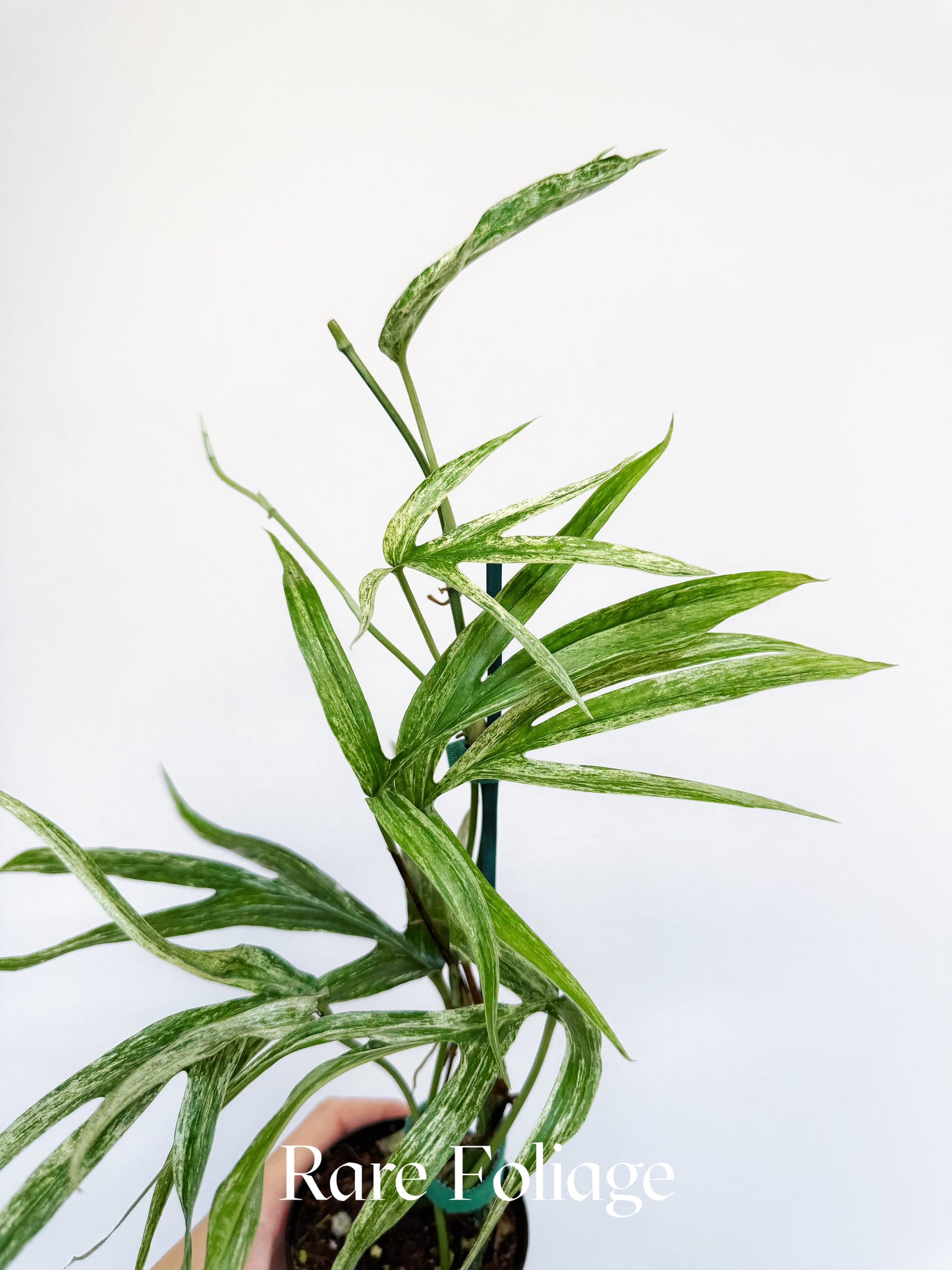 Amydrium Zippelianum Variegated 3”