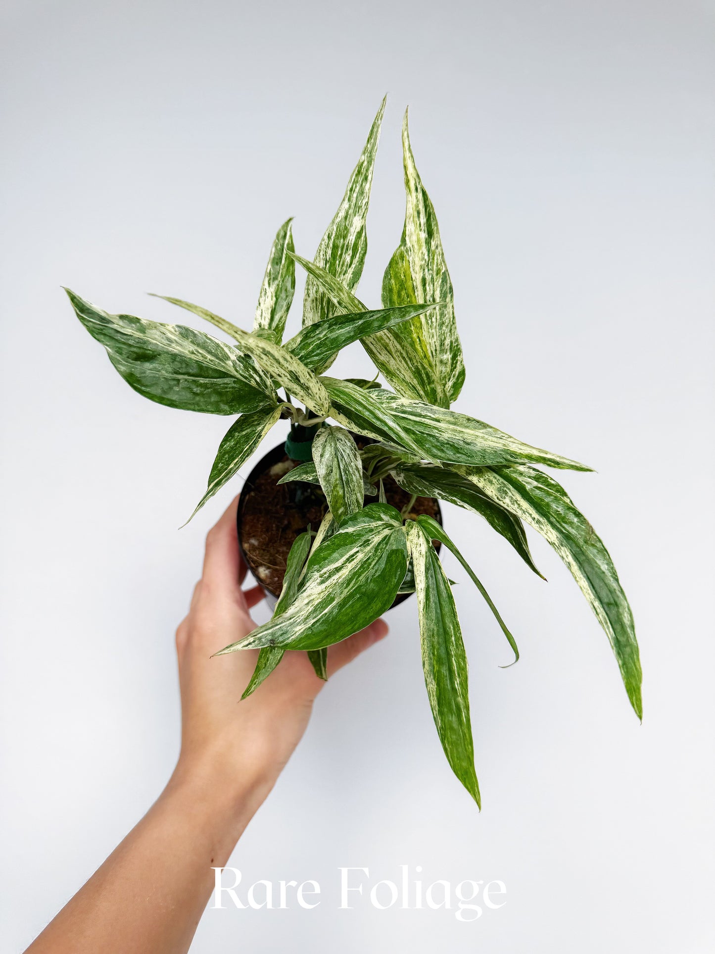 Amydrium Zippelianum Variegated 4”