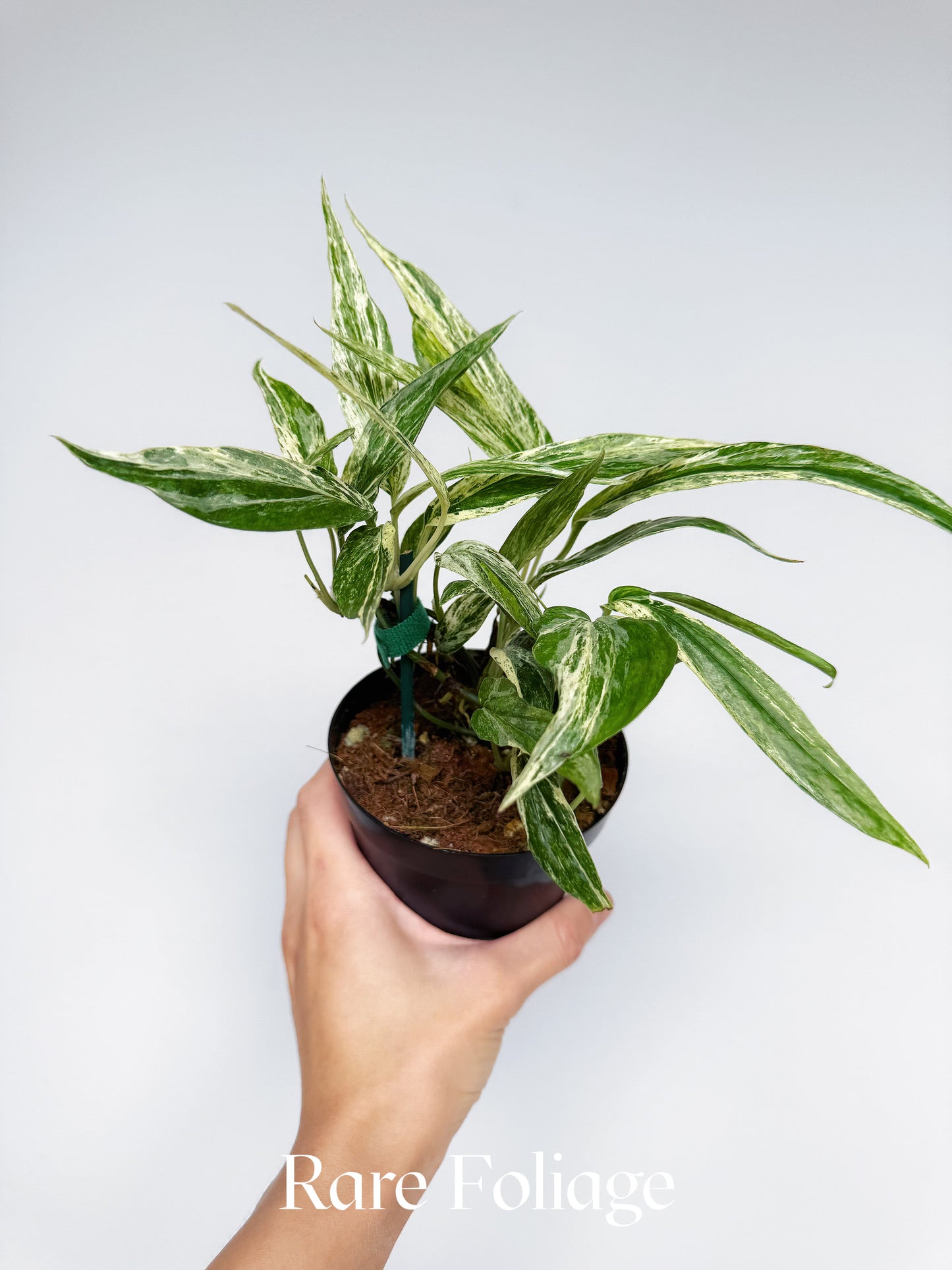 Amydrium Zippelianum Variegated 4”