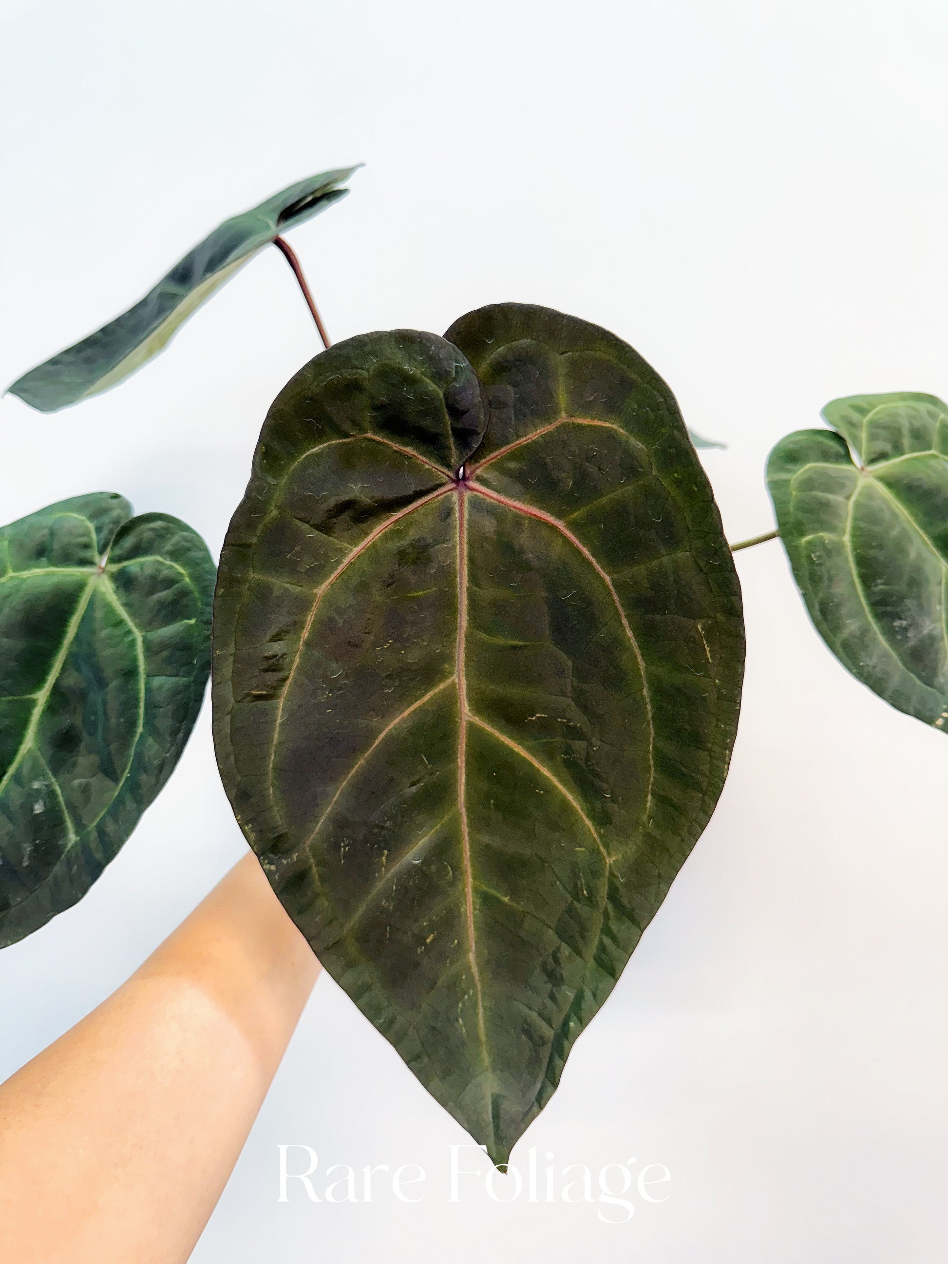 aos anthurium Anthurium Tezula AOS Dark Form x (Michelle x Zara) 4”