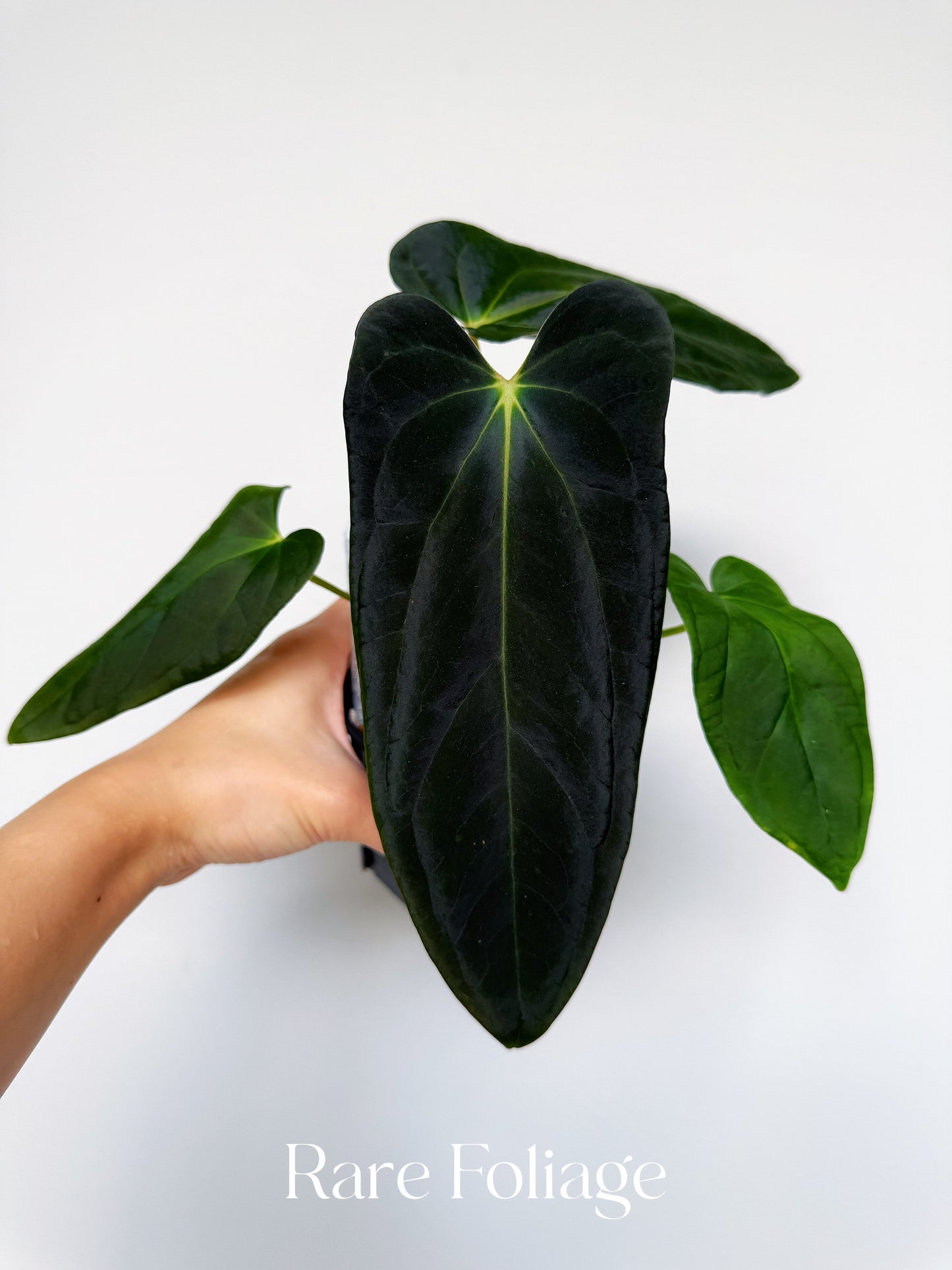 Anthurium Ace of Spades x Antolokaii x Portillae 4"