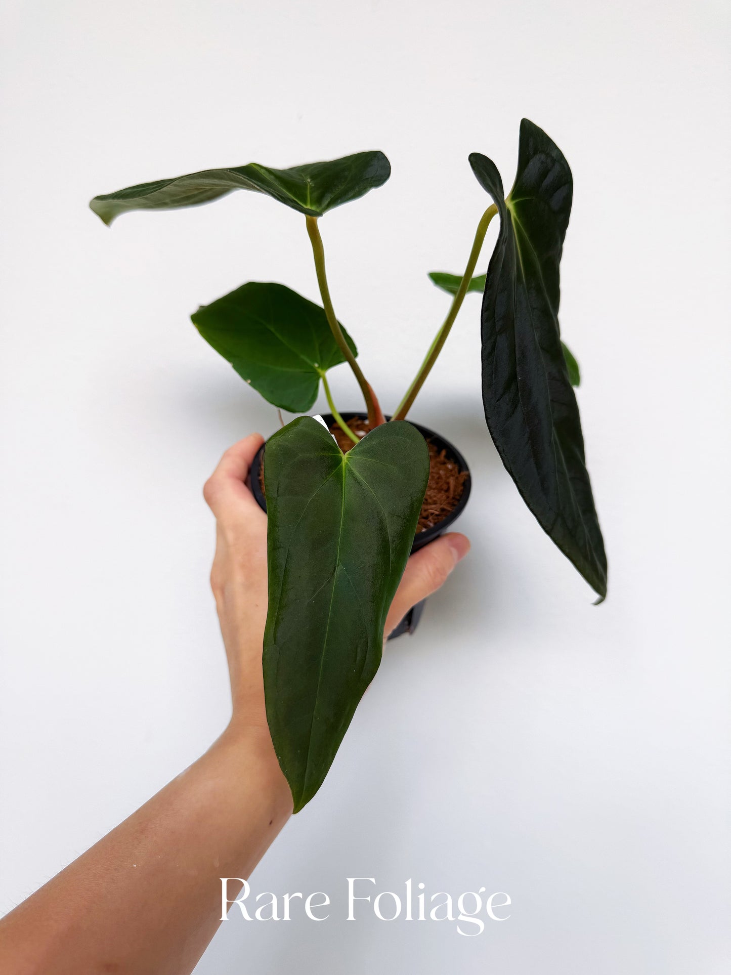 Anthurium Ace of Spades x Antolokaii x Portillae 4"