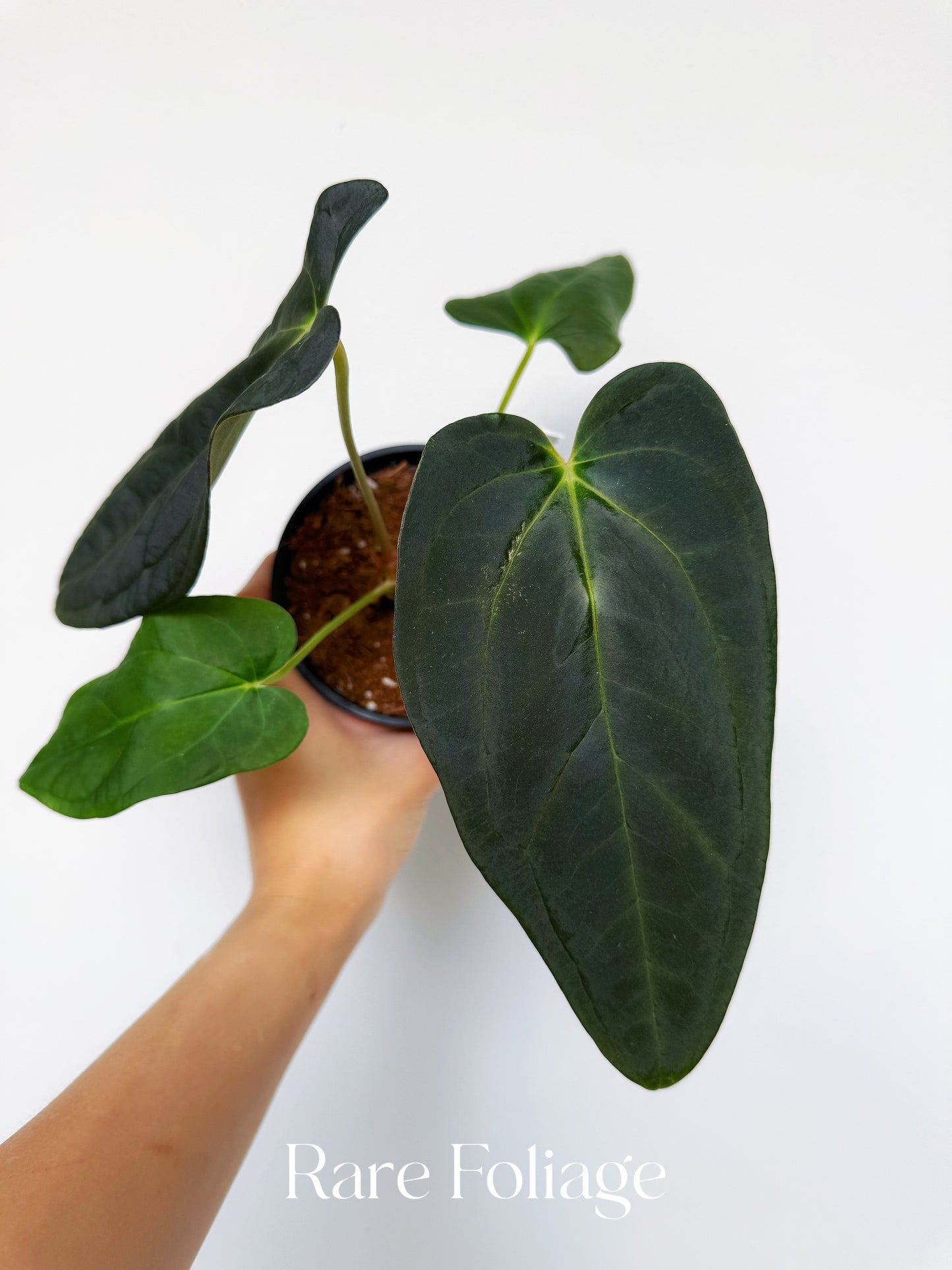 Anthurium Ace of Spades x Antolokaii x Portillae 4"