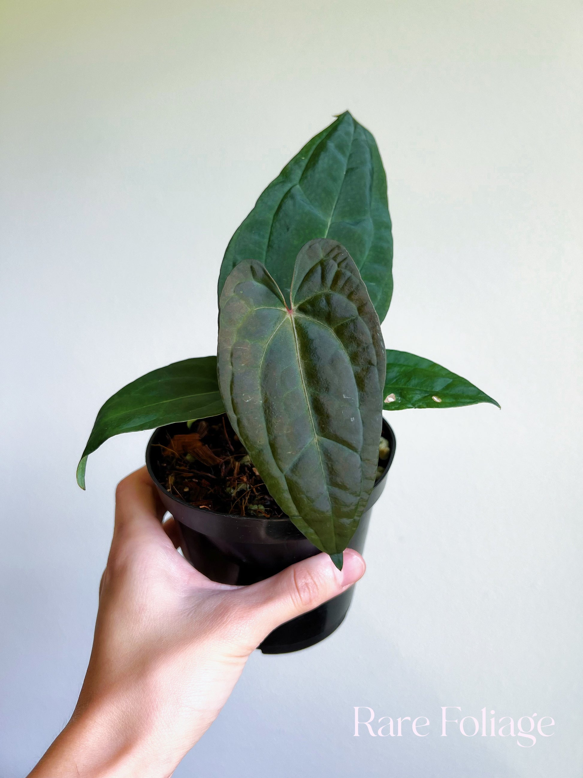 Anthurium Ace of Spades x Papillilaminum 4” – Rare Foliage Anthurium Ace of Spades x Papillilaminum 4” – Rare Foliage