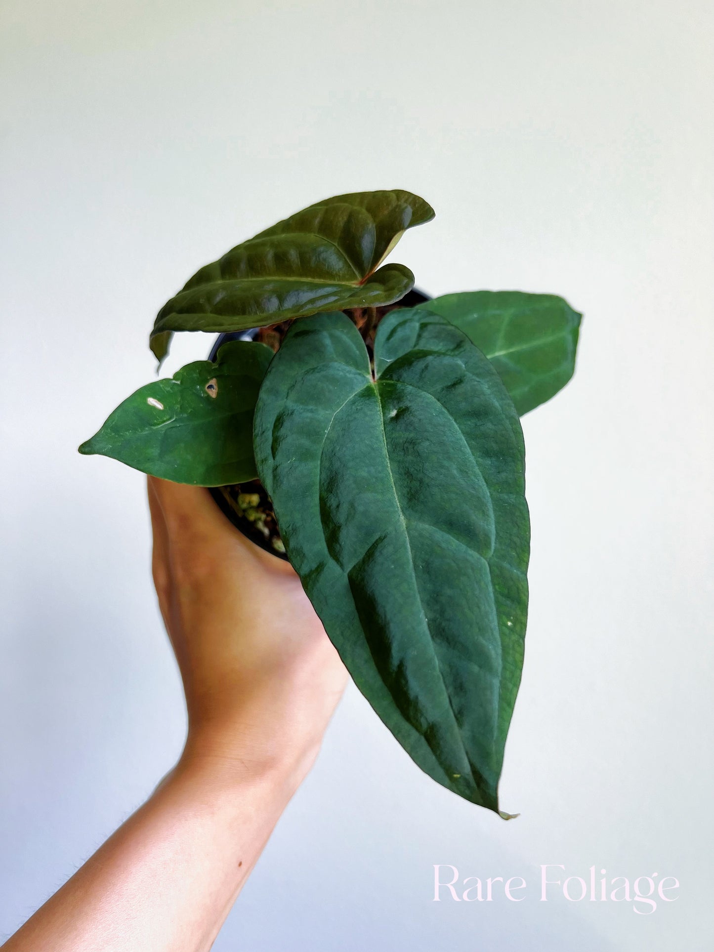 Anthurium Ace of Spades x Papillilaminum 4”