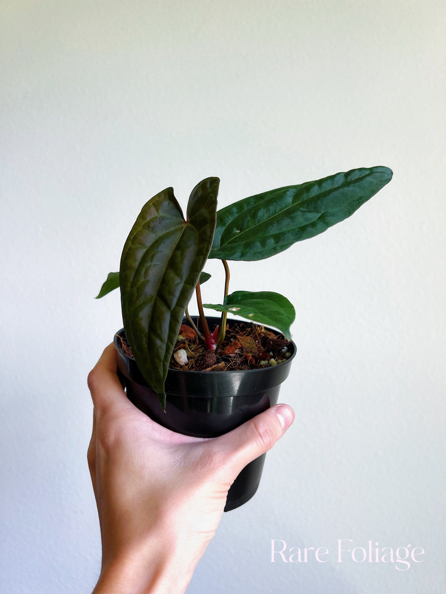 Anthurium Ace of Spades x Papillilaminum 4”