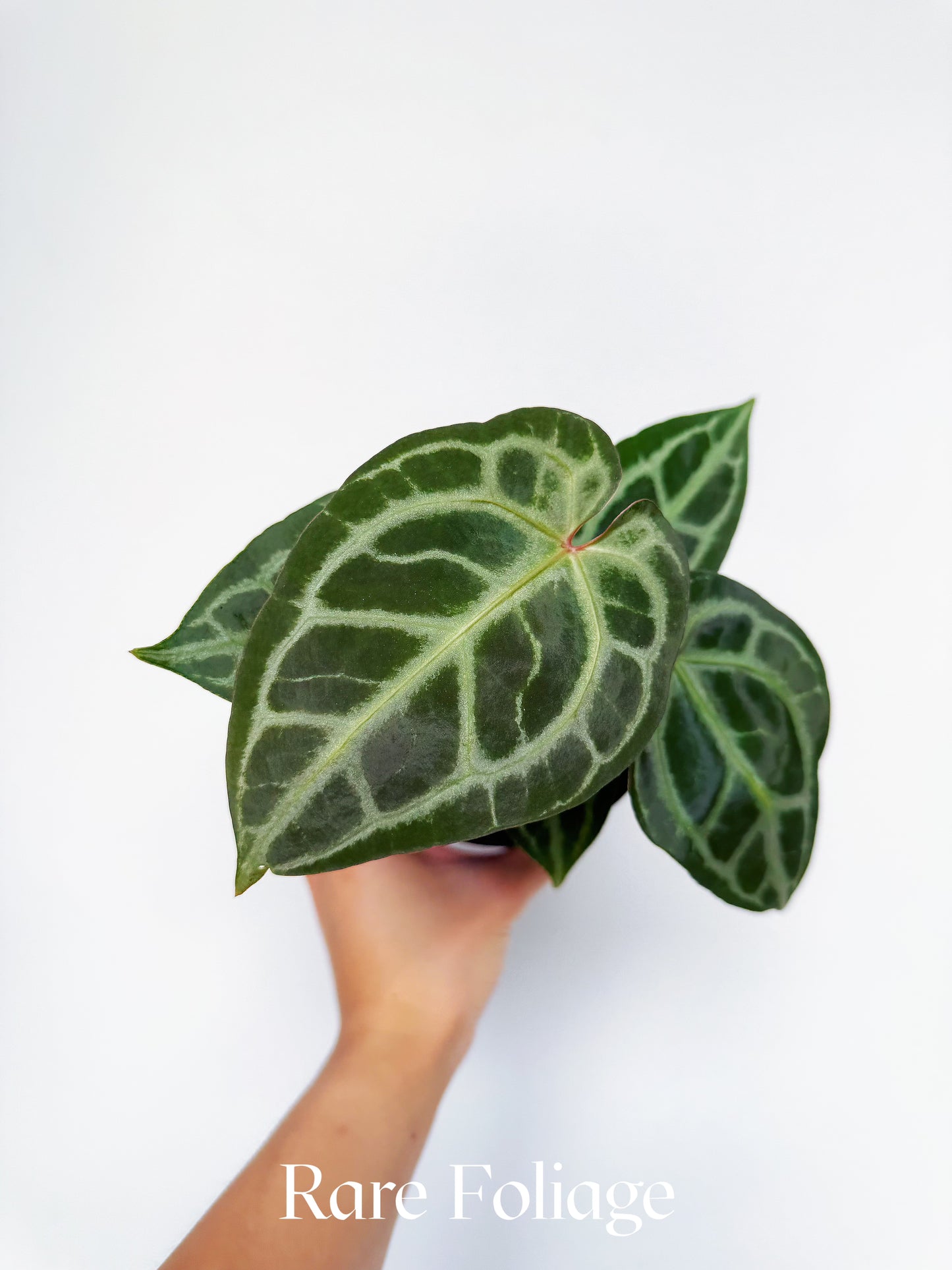 Anthurium Angela x Black Widow 4"