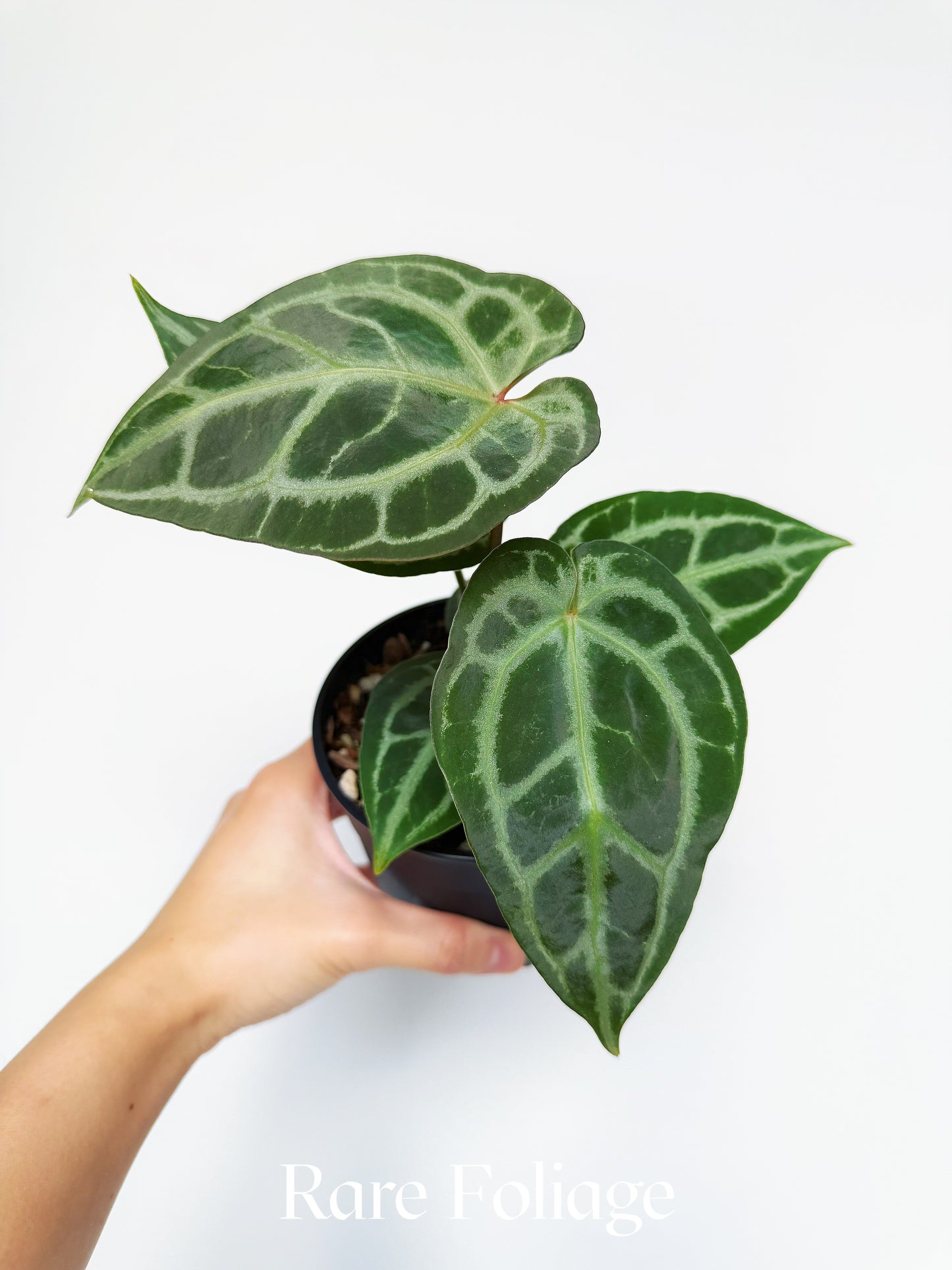 Anthurium Angela x Black Widow 4"