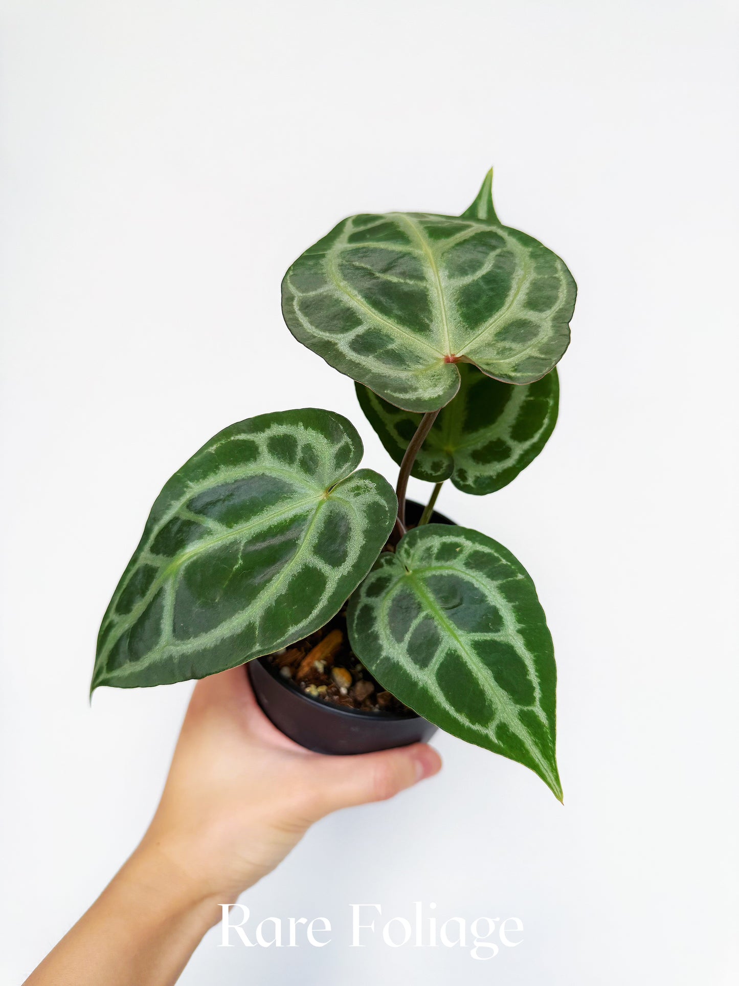 Anthurium Angela x Black Widow 4"