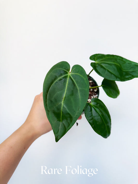 Anthurium Antolokaii BVEP x Avium Crystallinum (Tezula) 4”