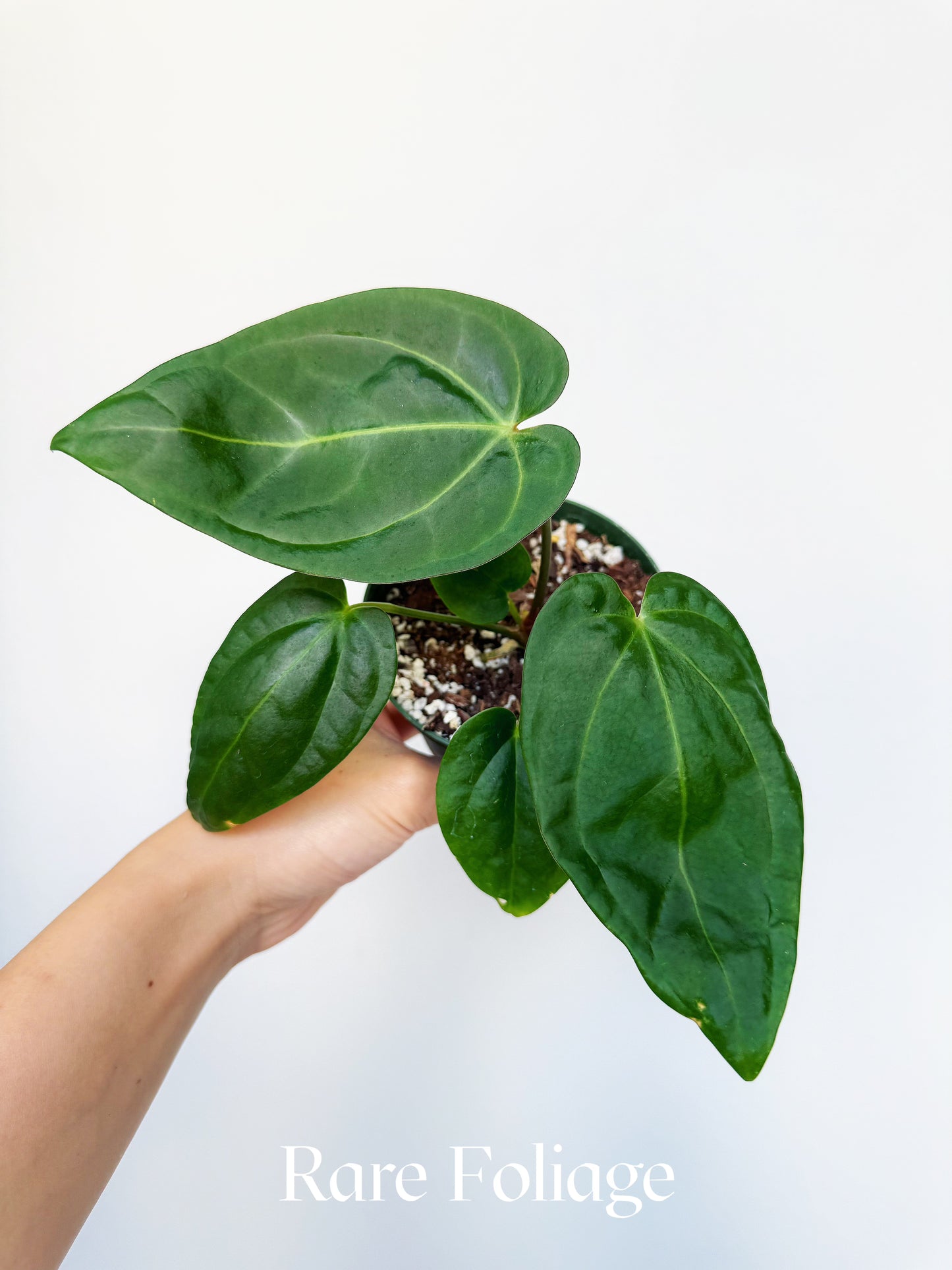 Anthurium Antolokaii BVEP x Avium Crystallinum (Tezula) 4”