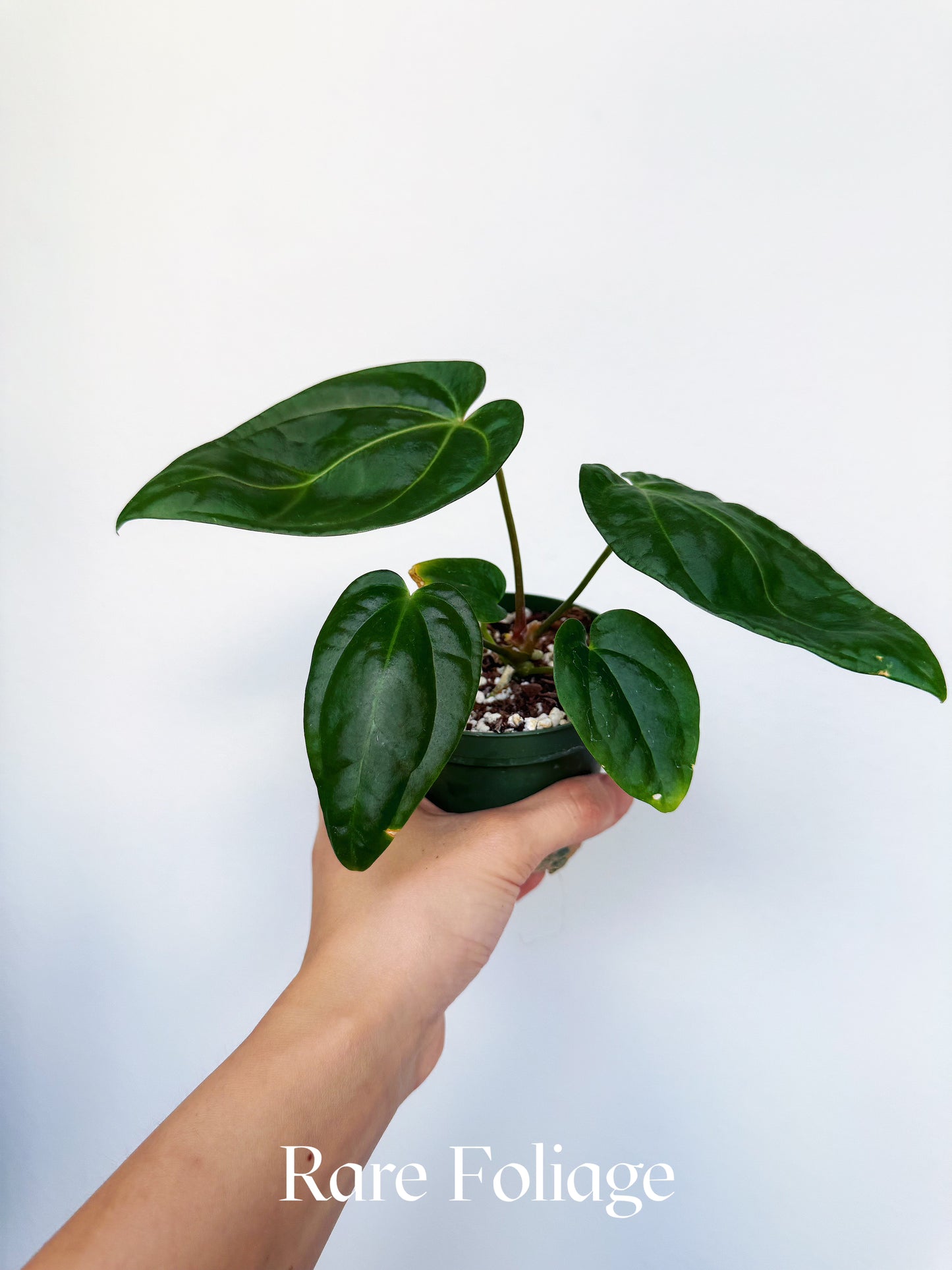 Anthurium Antolokaii BVEP x Avium Crystallinum (Tezula) 4”