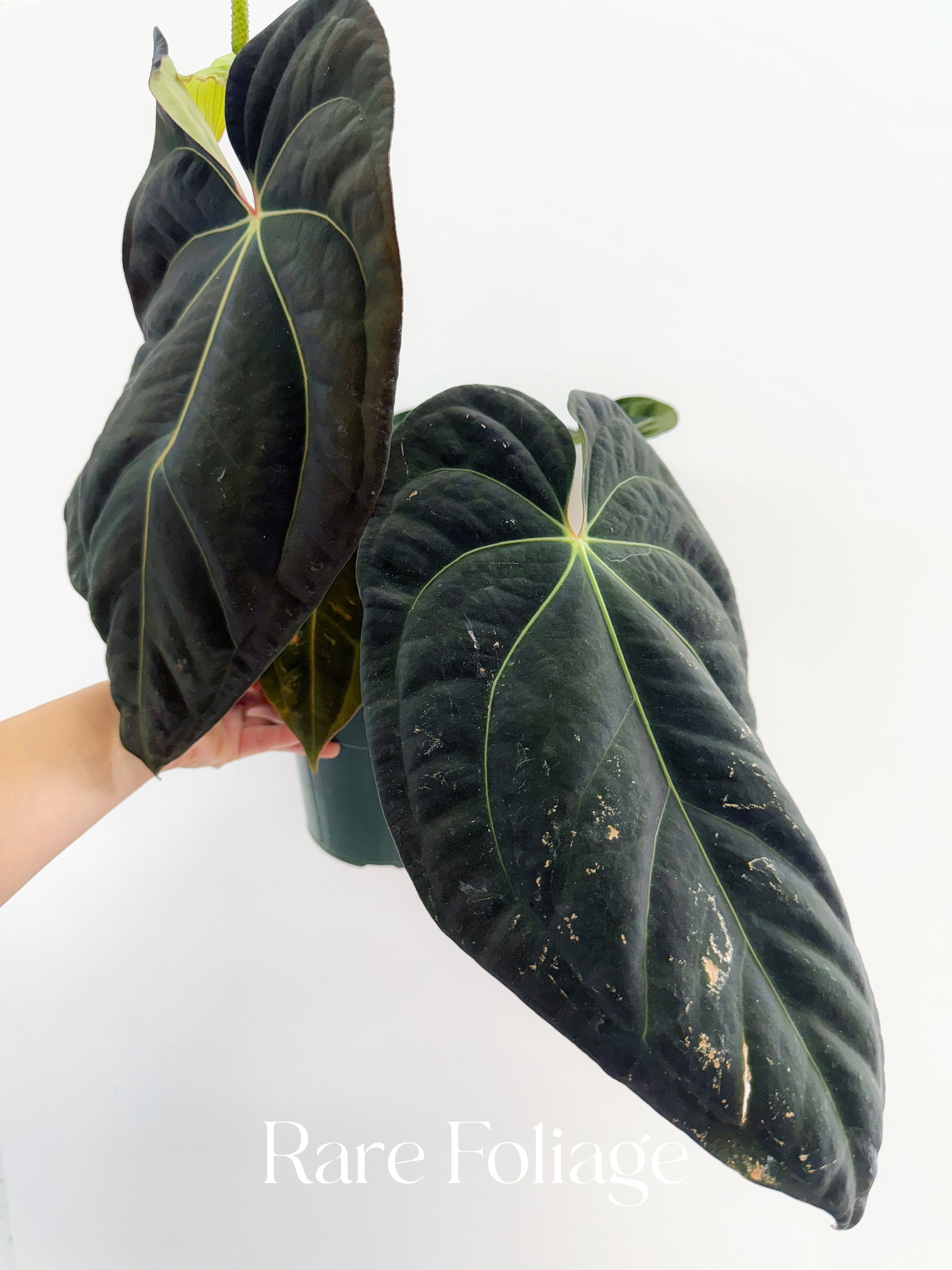 anthurium cephalium artiodactyla Anthurium Antolokaii BVEP x Avium Crystallinum (Tezula) 6” Exact Plant
