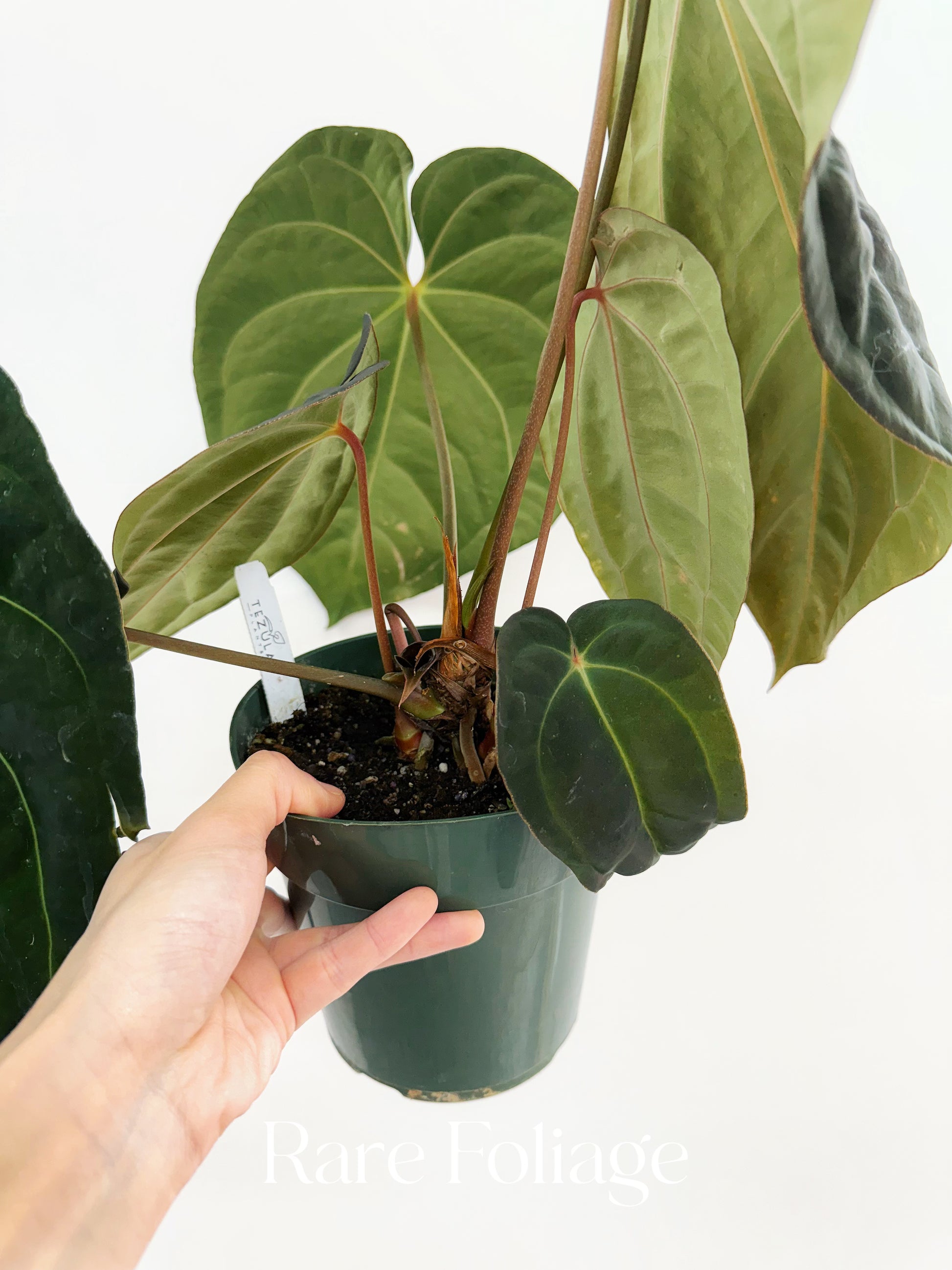 anthurium grex-avium Anthurium Antolokaii BVEP x Avium Crystallinum (Tezula) 6” Exact Plant