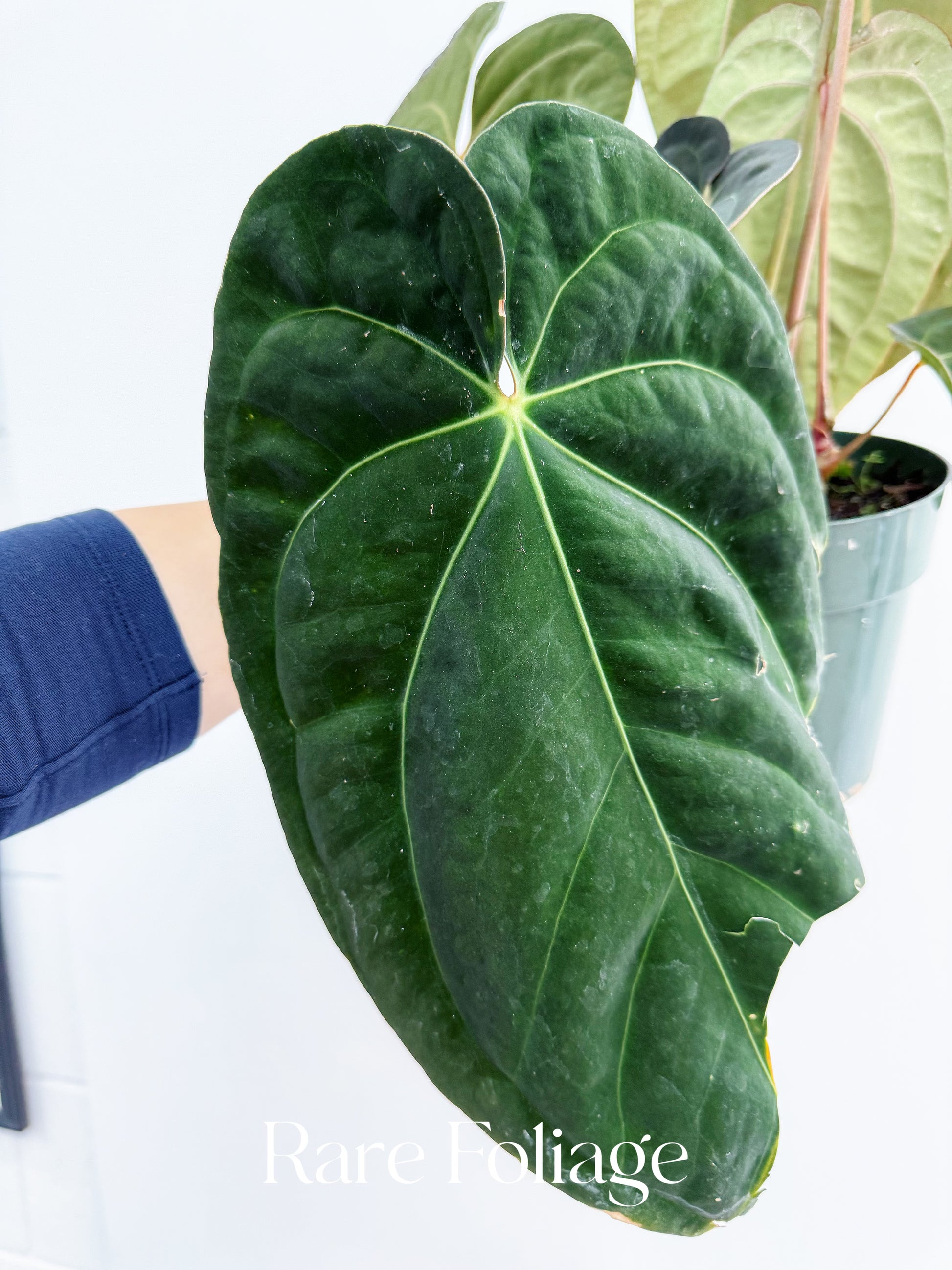 anthurium grex-avium Anthurium Antolokaii BVEP x Avium Crystallinum (Tezula) 6” Exact Plant