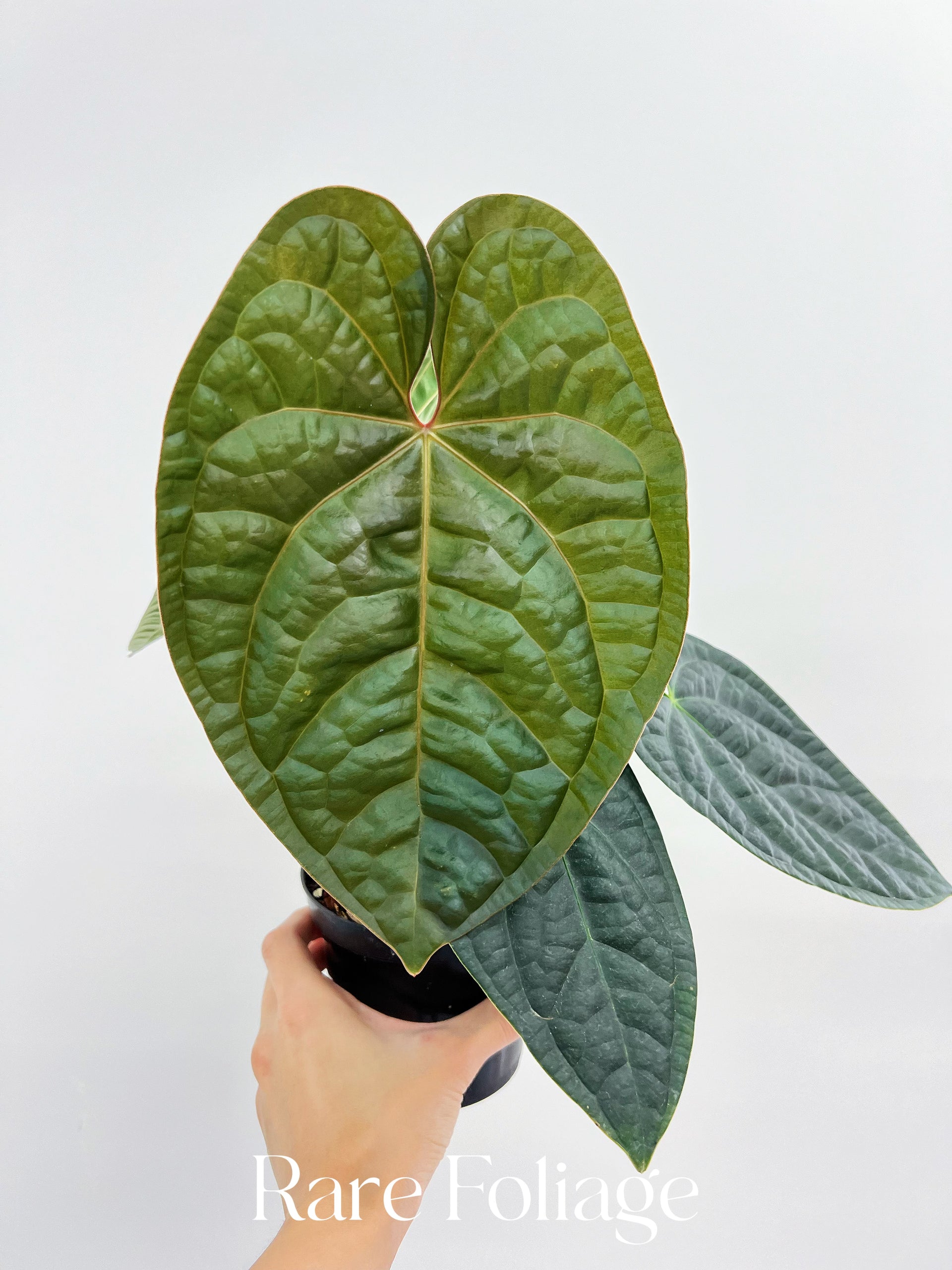 anthurium lunette Anthurium BVIT x Luxurians 4” Exact Plant – Rare Foliage Plant Co