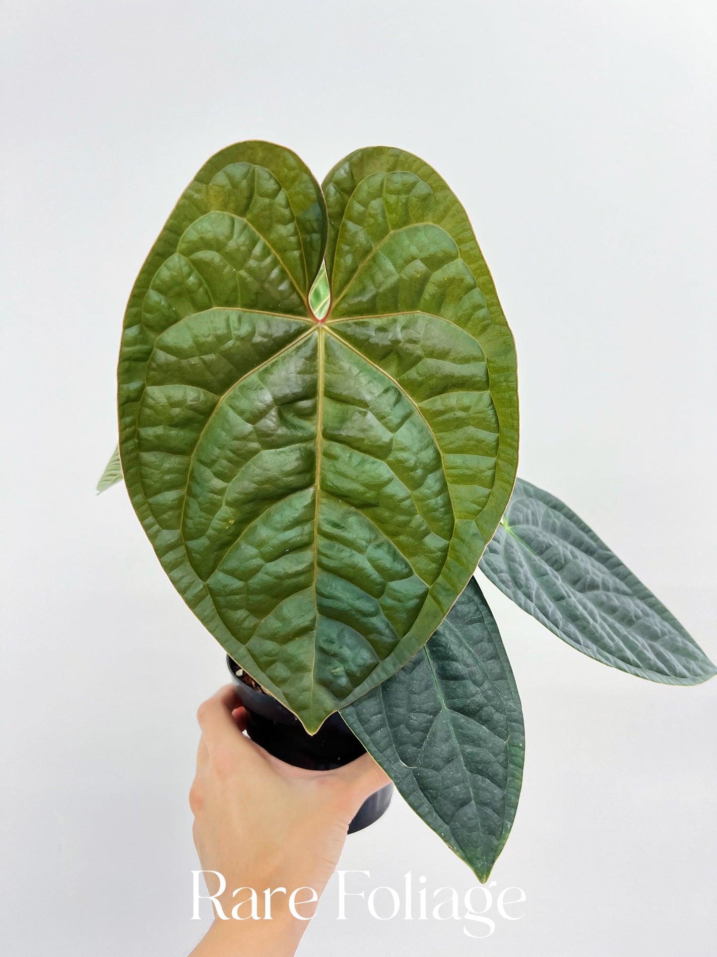 Anthurium BVIT x Luxurians 4” Exact Plant