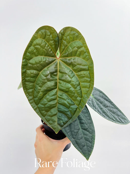 Anthurium BVIT x Luxurians 4” Exact Plant