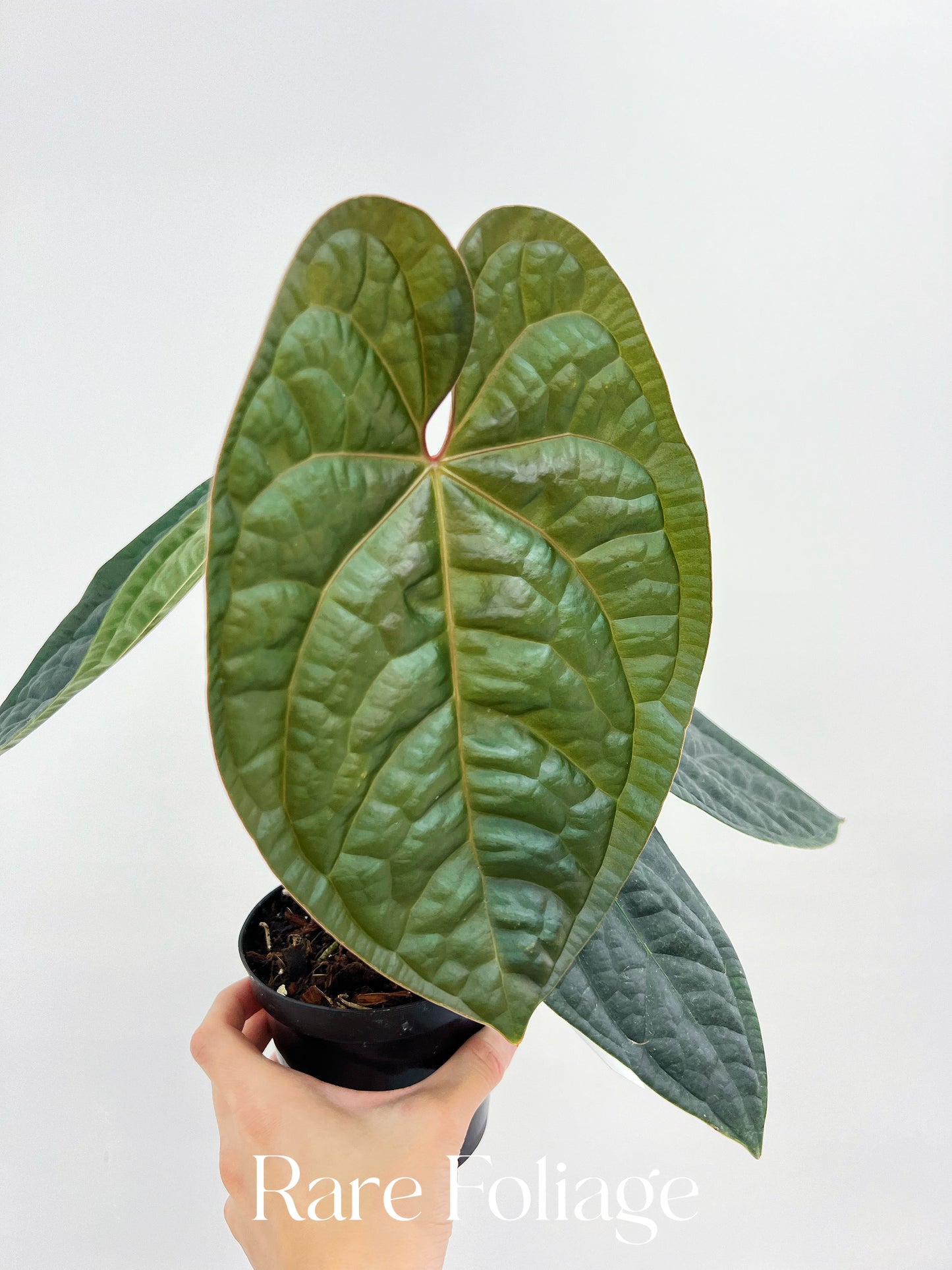 Anthurium BVIT x Luxurians 4” Exact Plant