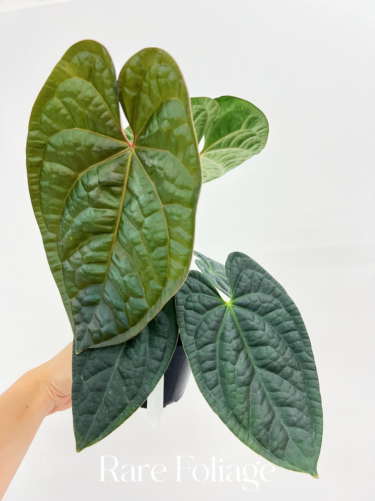 Anthurium BVIT x Luxurians 4” Exact Plant