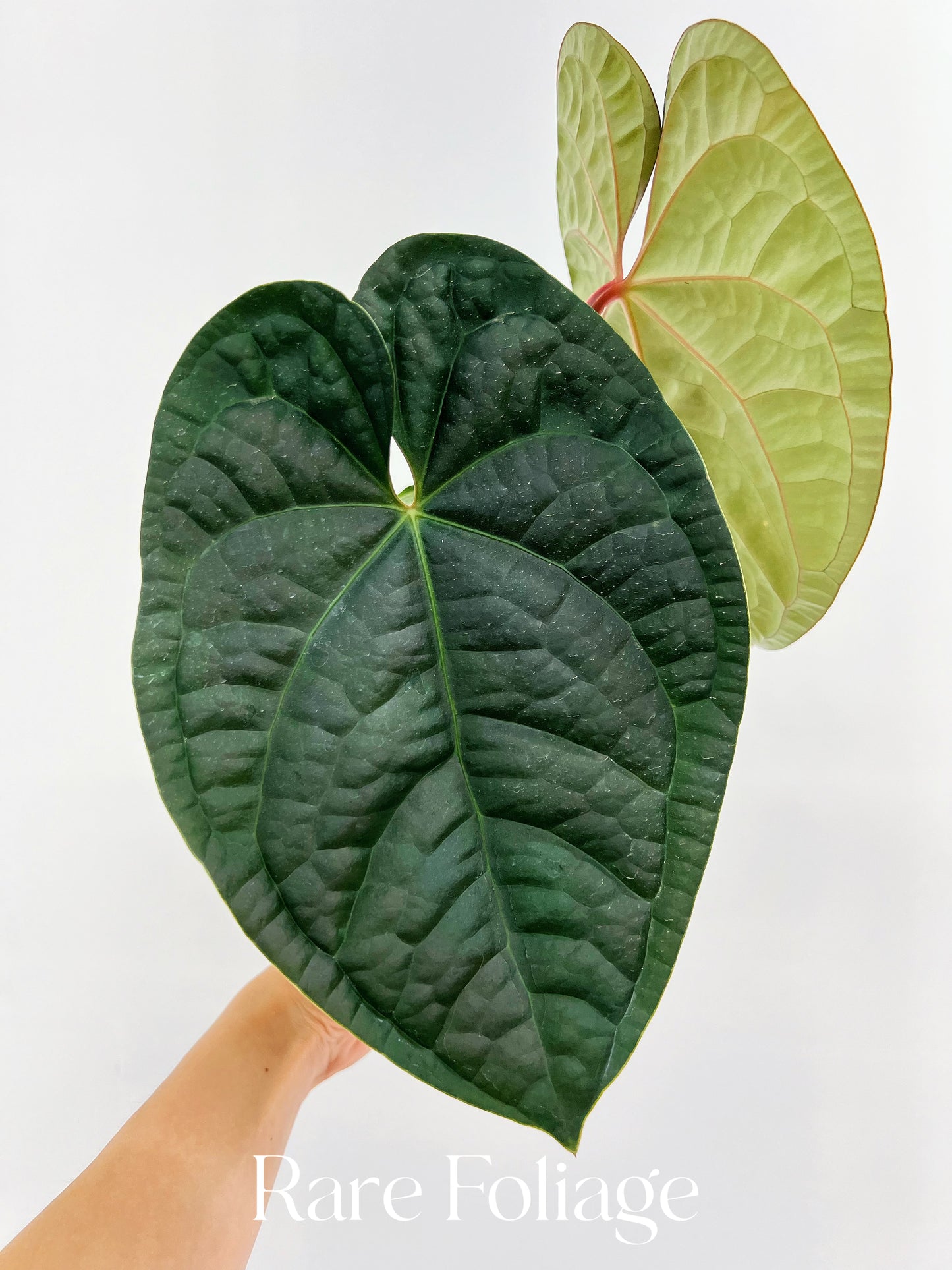 Anthurium BVIT x Luxurians 4” Exact Plant