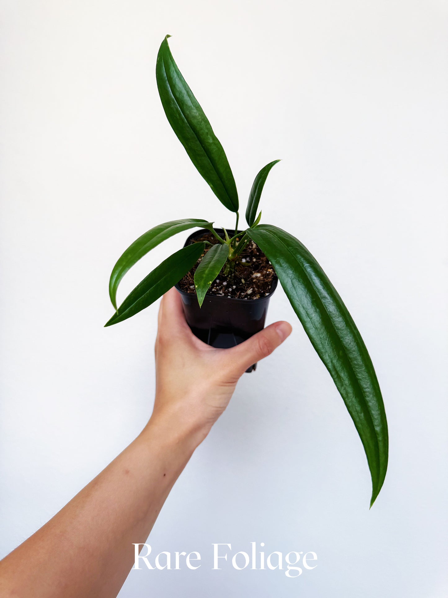 Anthurium Bakeri 3"