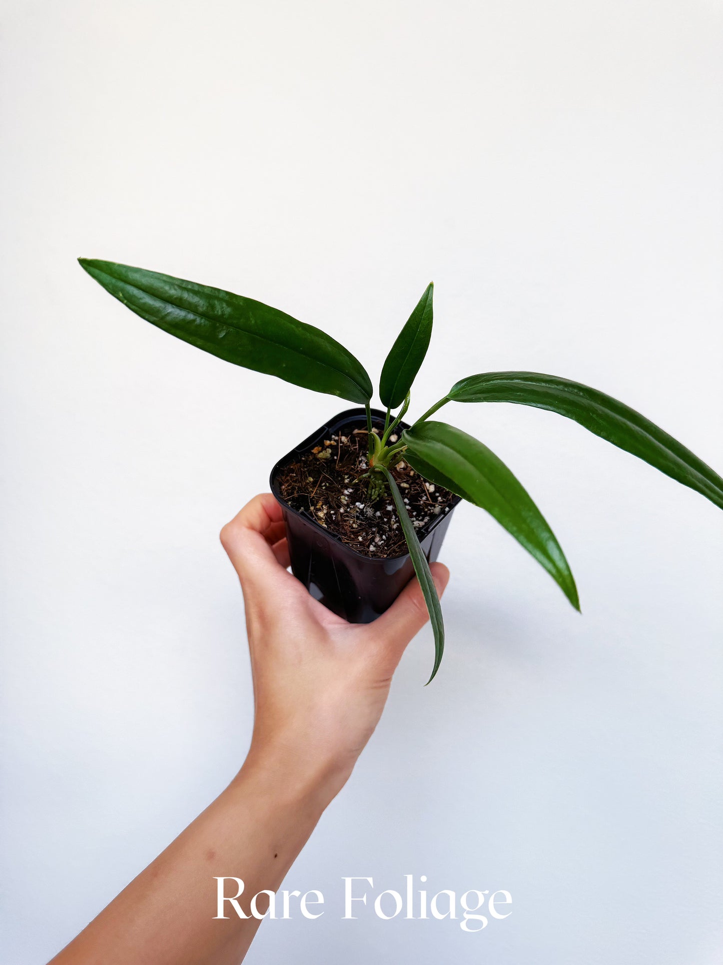 Anthurium Bakeri 3"