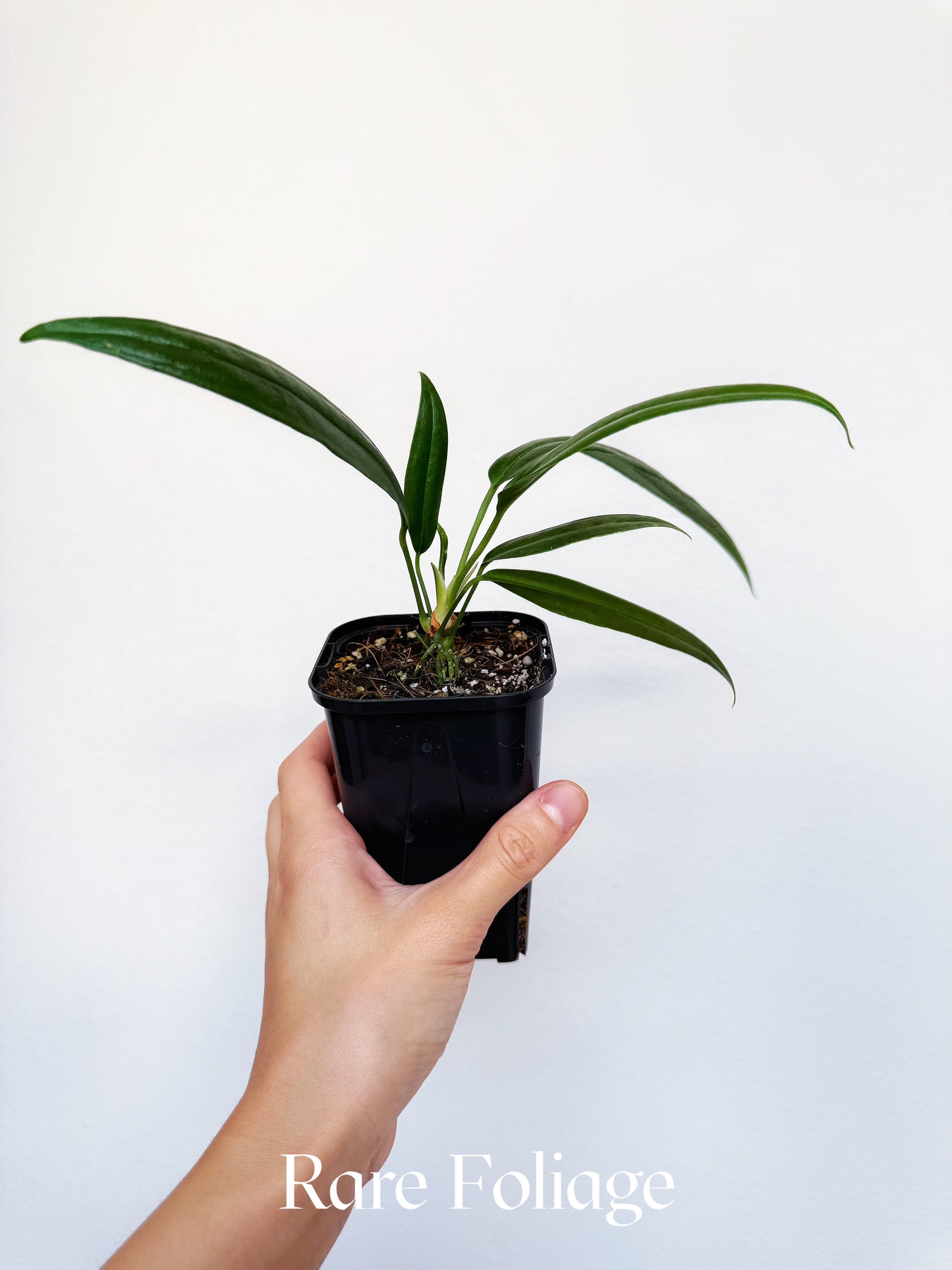 Anthurium Bakeri 3"