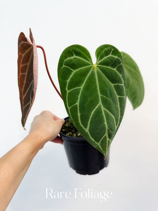 Anthurium Besseae Hybrid 6"