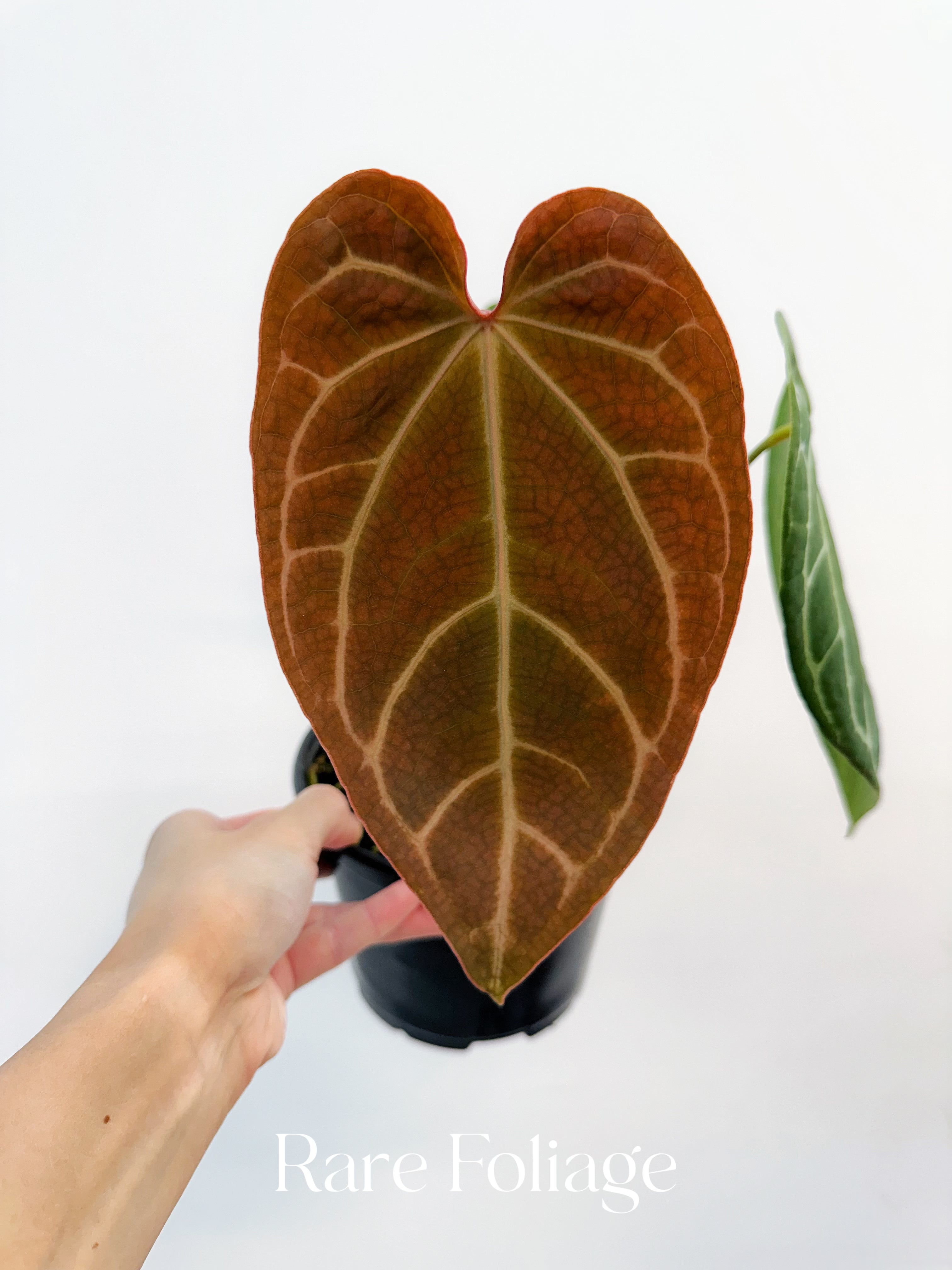 Anthurium Besseae Hybrid - Thumbnail 3