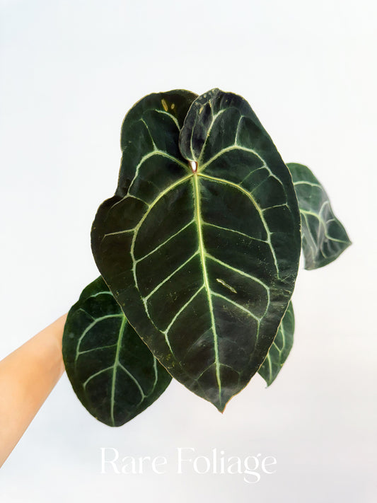 Anthurium Besseae x (Red Crystal x KOS) 4"
