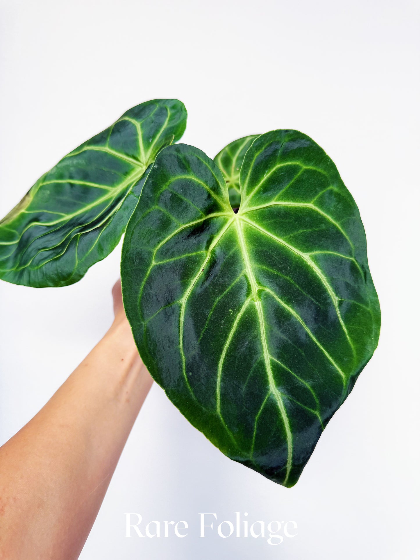 Anthurium Besseae x (RC x KOS）6“