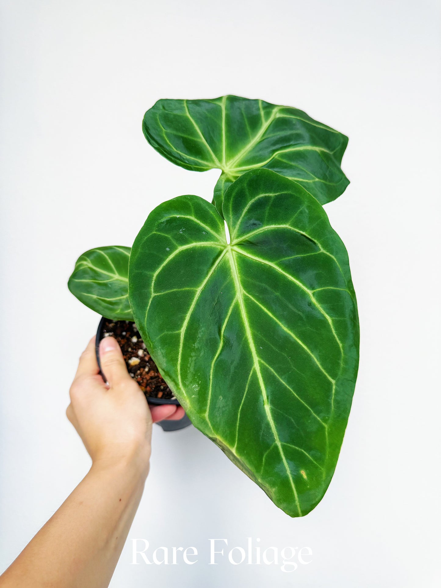 Anthurium Besseae x (RC x KOS）6“