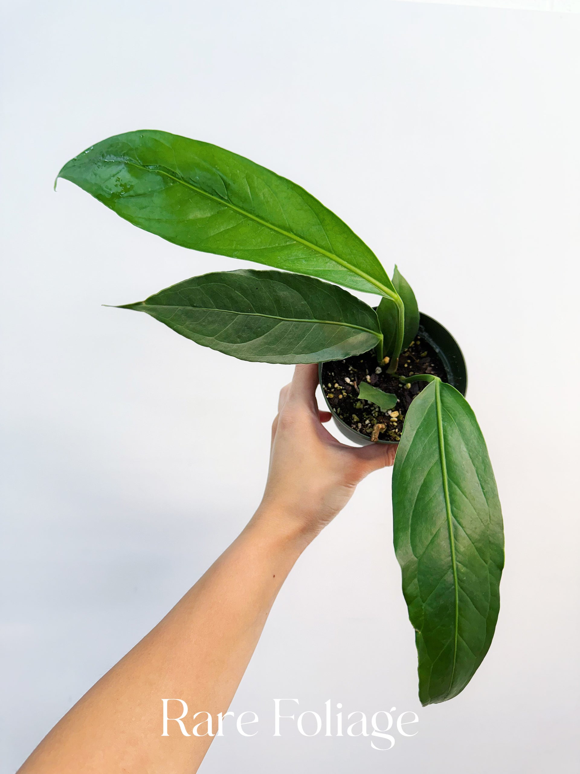 anthurium long leaves Anthurium Big Bill 4” – Rare Foliage Plant Co