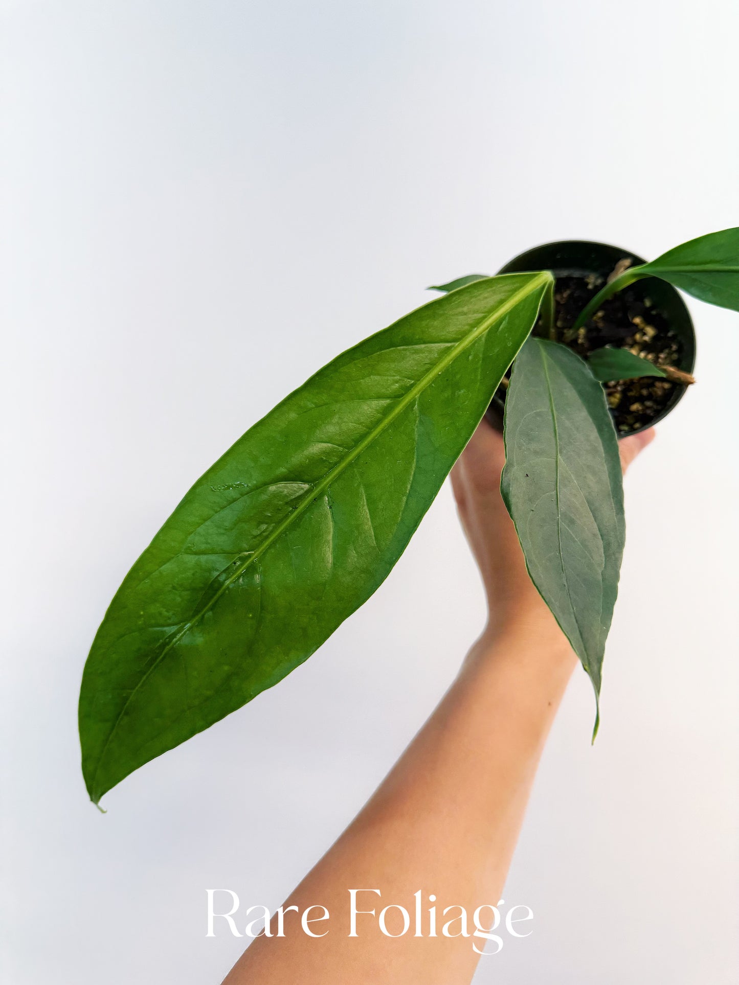 Anthurium Big Bill 4”