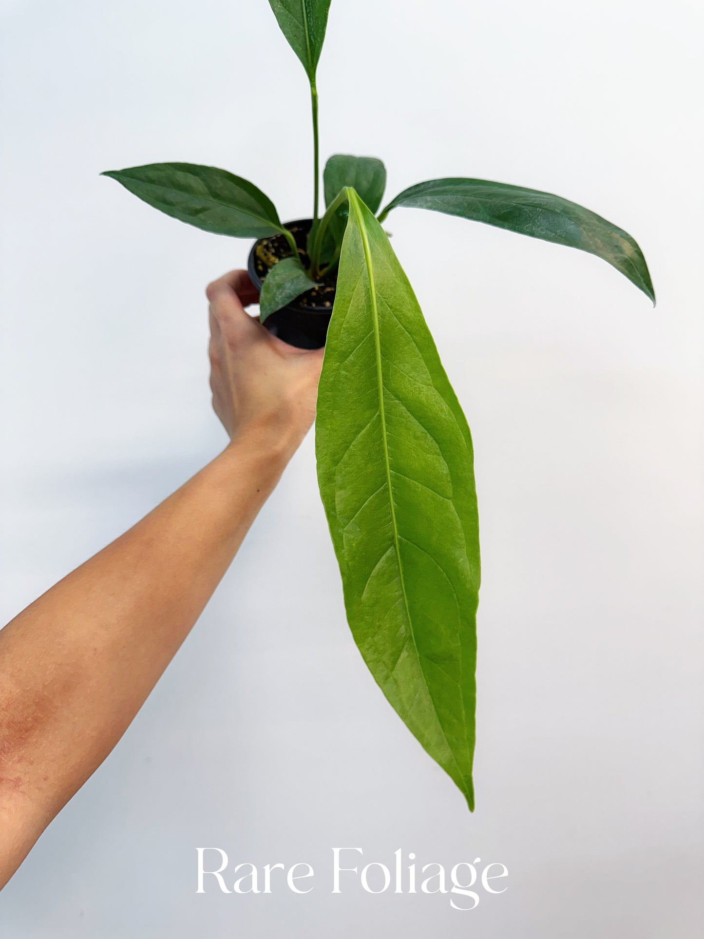 Anthurium Big Bill 4”
