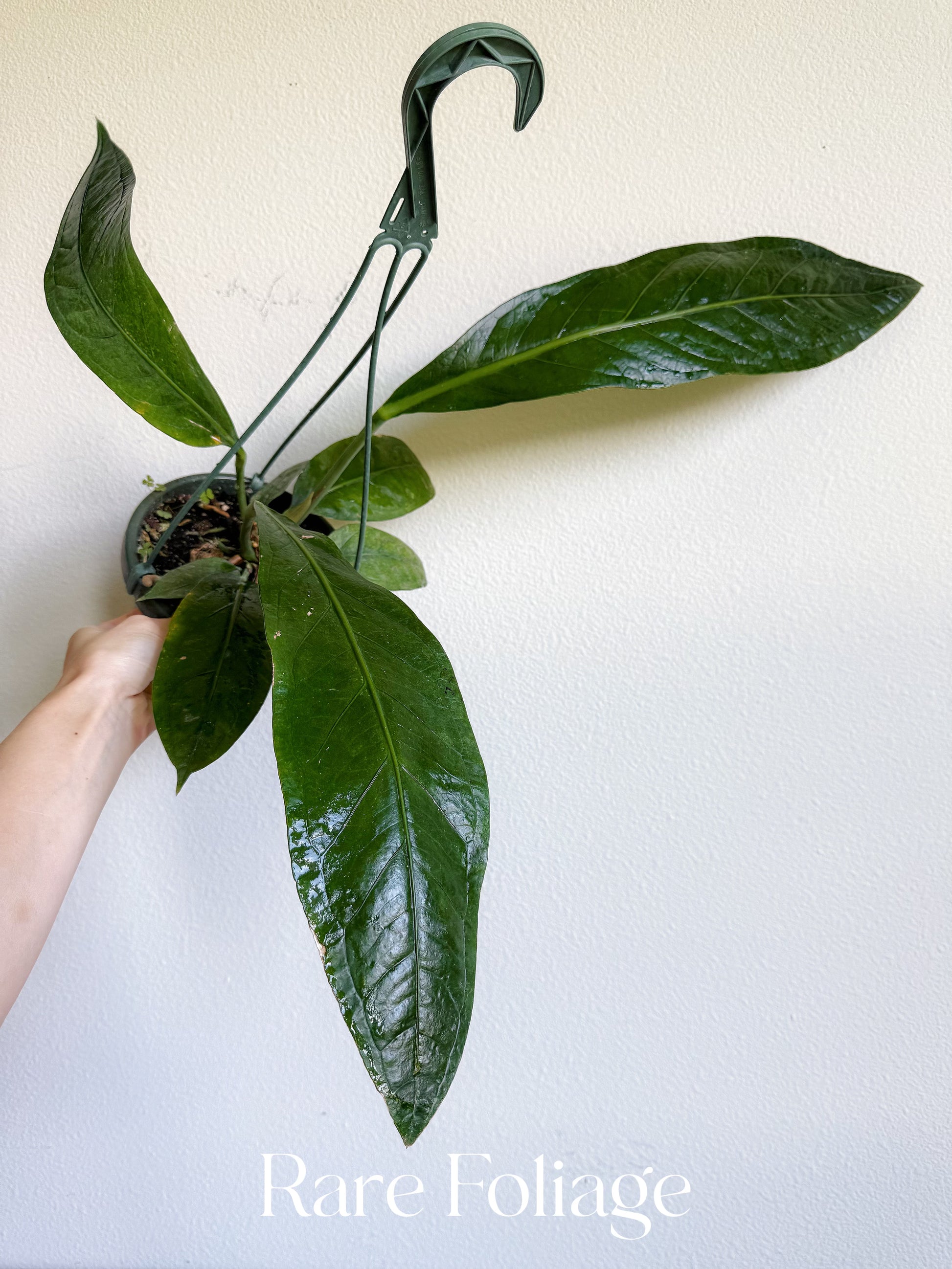 hanging plant big leaves Anthurium SKG Big Bill 6” Hanging Basket