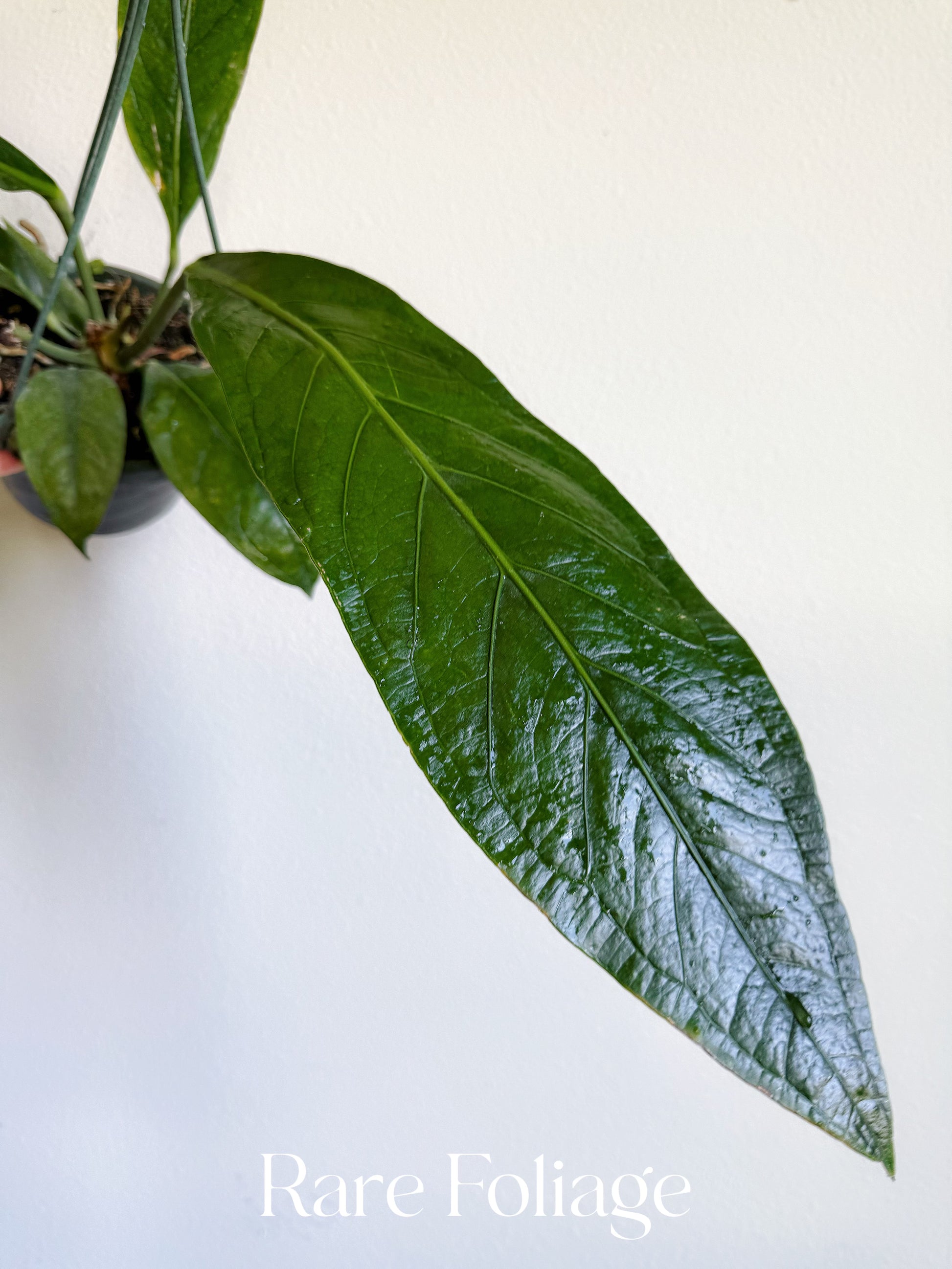 anthurium gigas Anthurium SKG Big Bill 6” Hanging Basket – Rare Foliage Plant Co