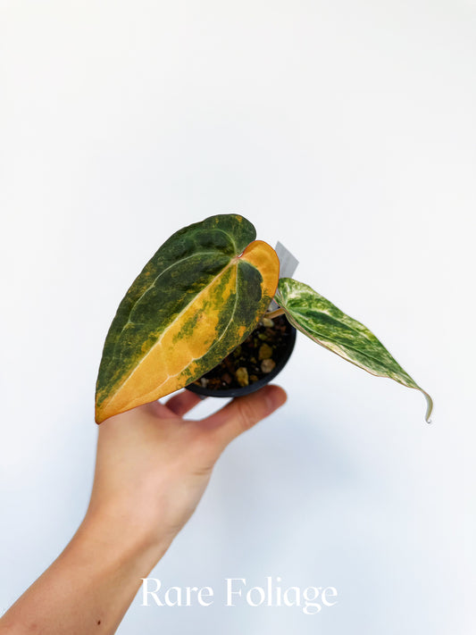 Anthurium Variegated Black Venom x NSE Red Crystallinum 3" Exact Plant