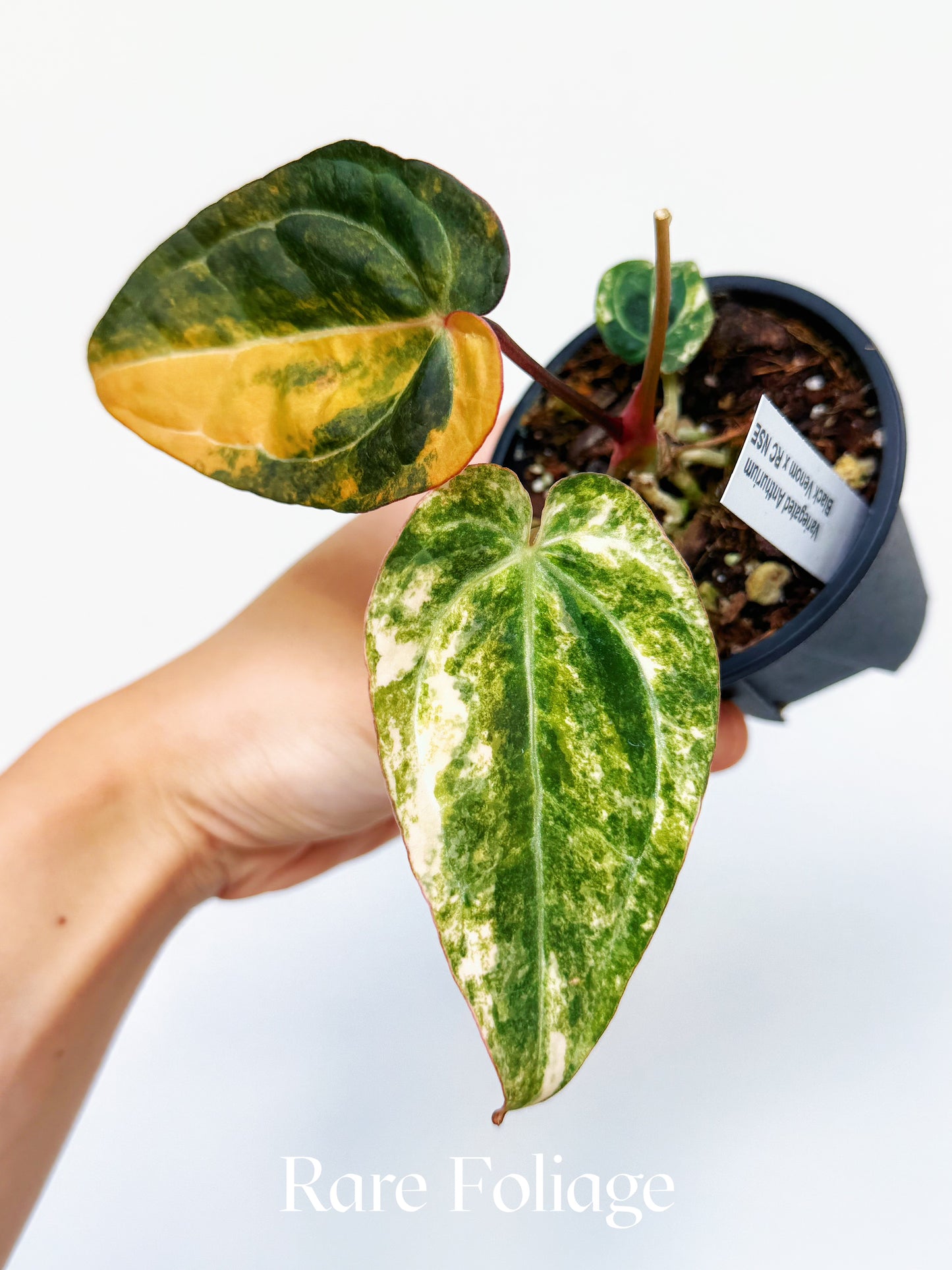 Anthurium Variegated Black Venom x NSE Red Crystallinum 3" Exact Plant