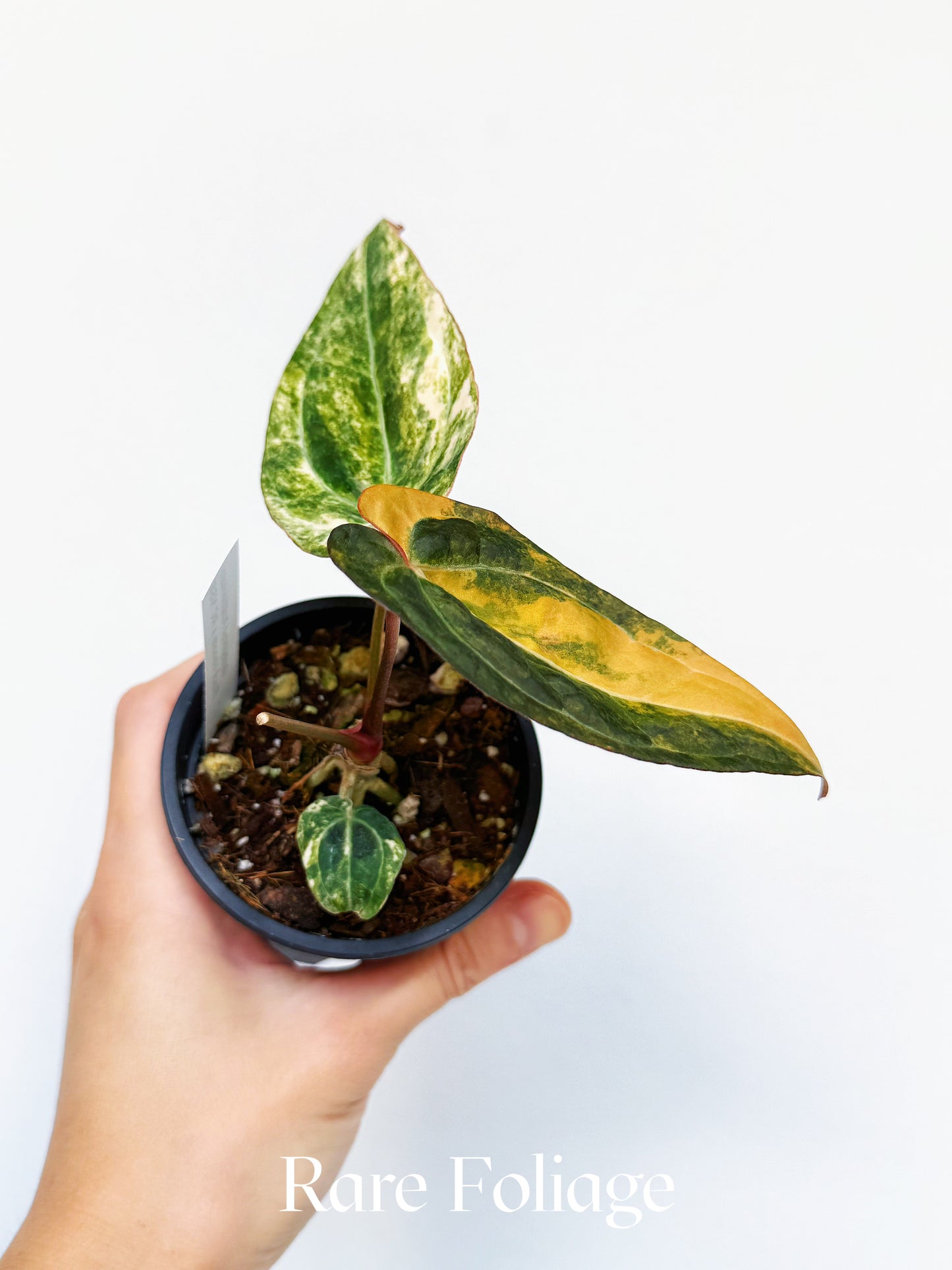 Anthurium Variegated Black Venom x NSE Red Crystallinum 3" Exact Plant