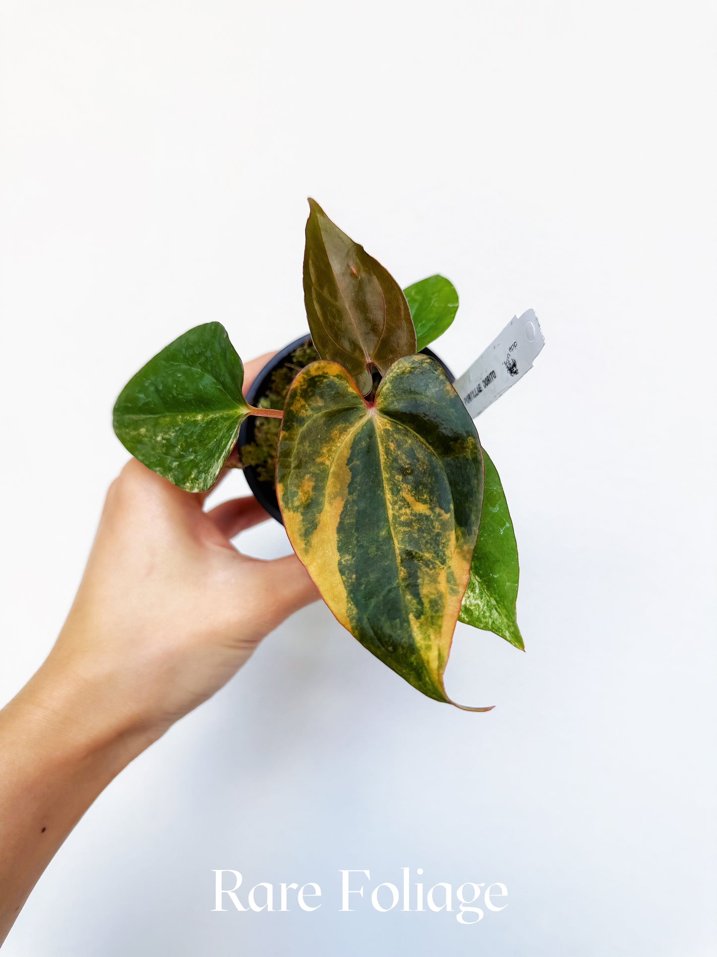 Anthurium Black Venom x BVEP Portillae Dorito Variegated 3” Exact Plant